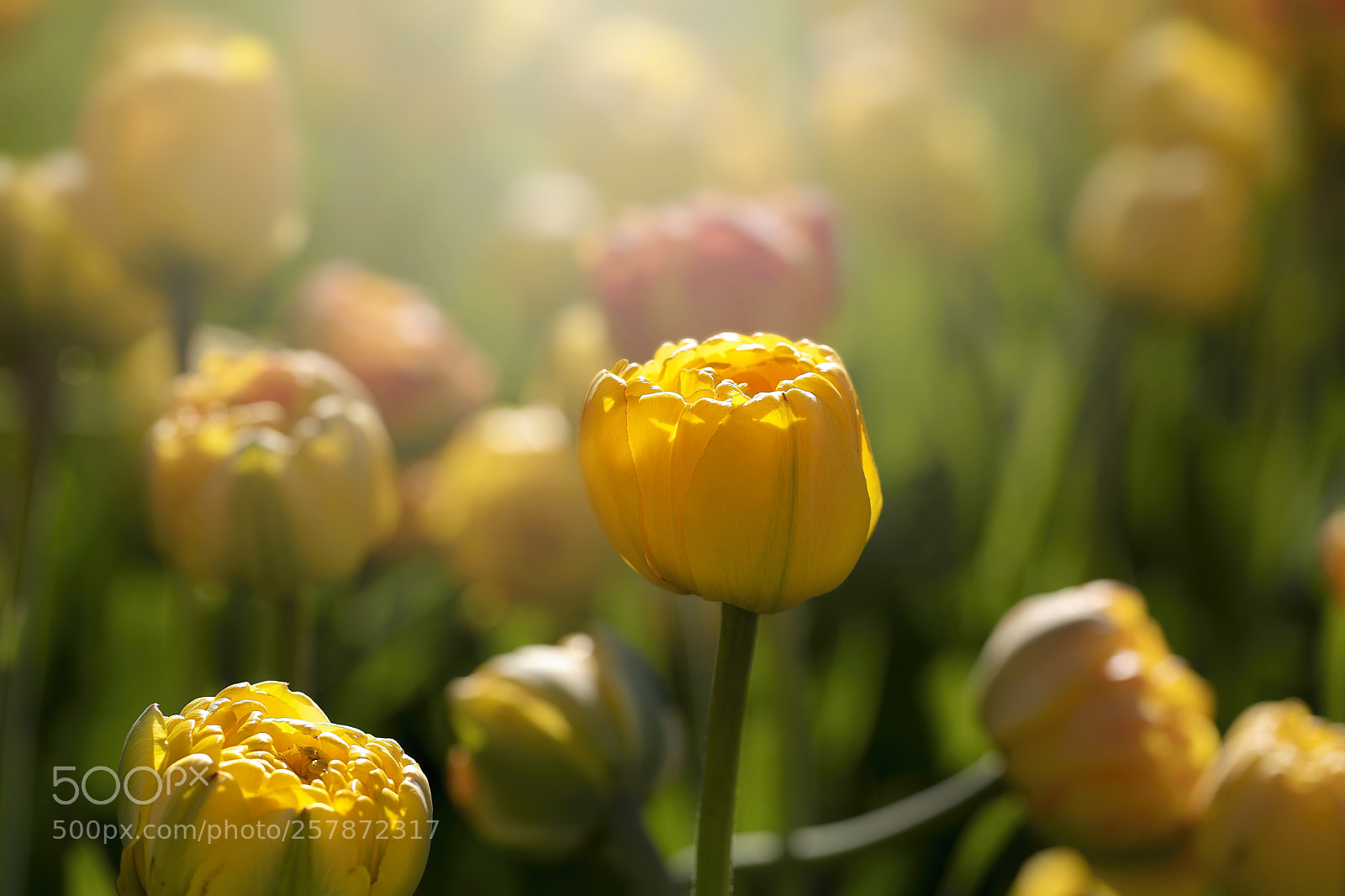 Canon EOS 5D Mark IV sample photo. Spring light in the photography