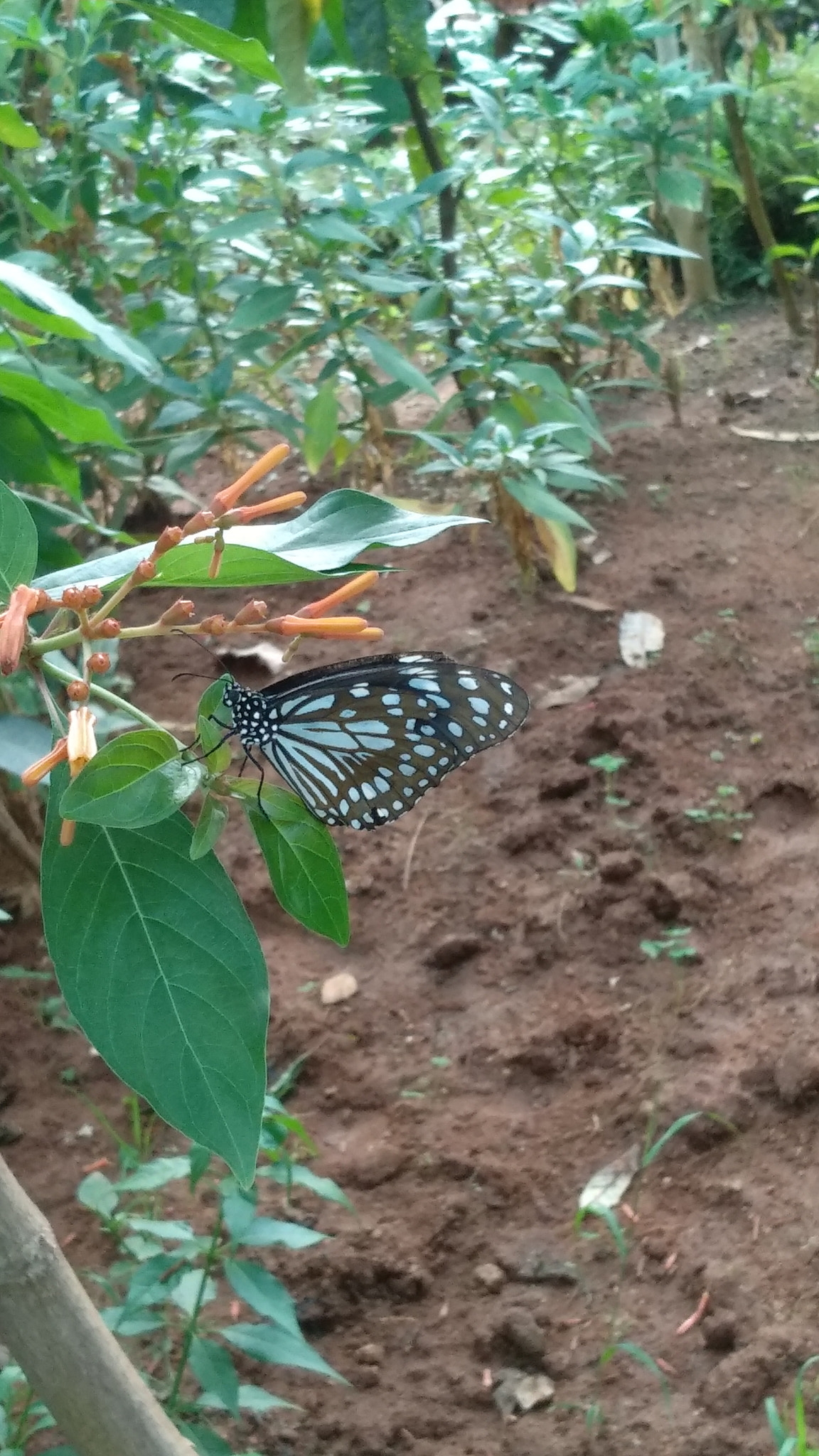 Xiaomi MI MAX 2 sample photo. Butterfly.... photography