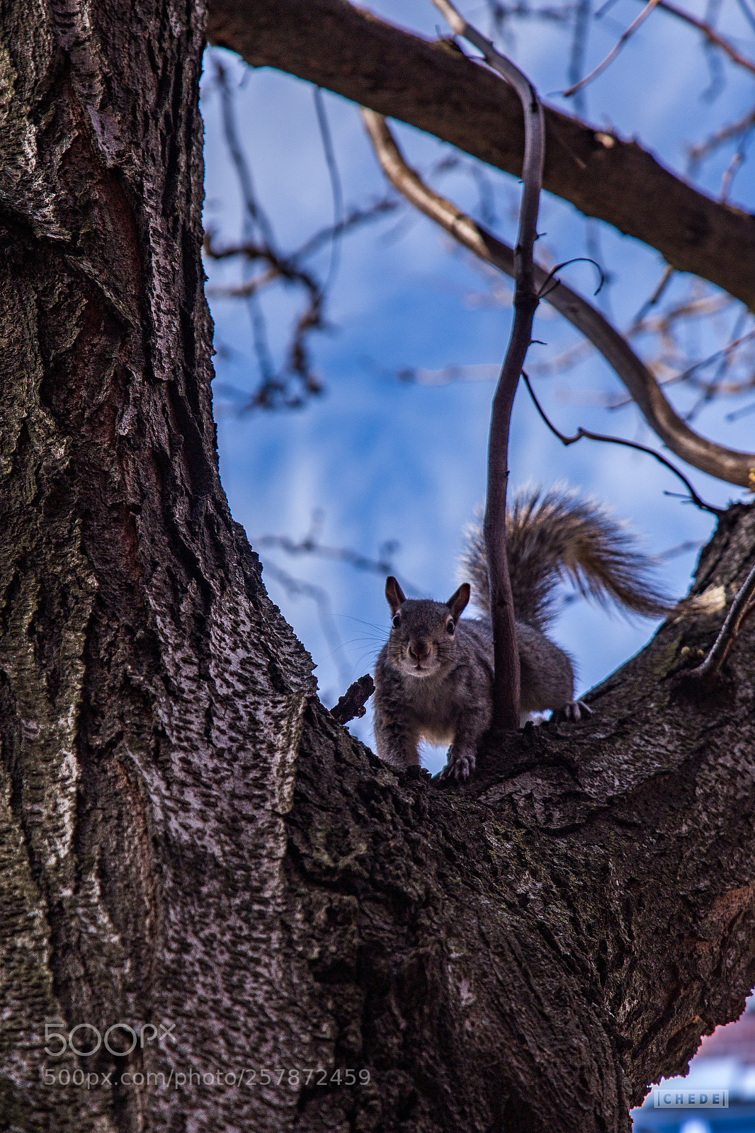 Canon EOS 6D sample photo. Hipster squirrel photography
