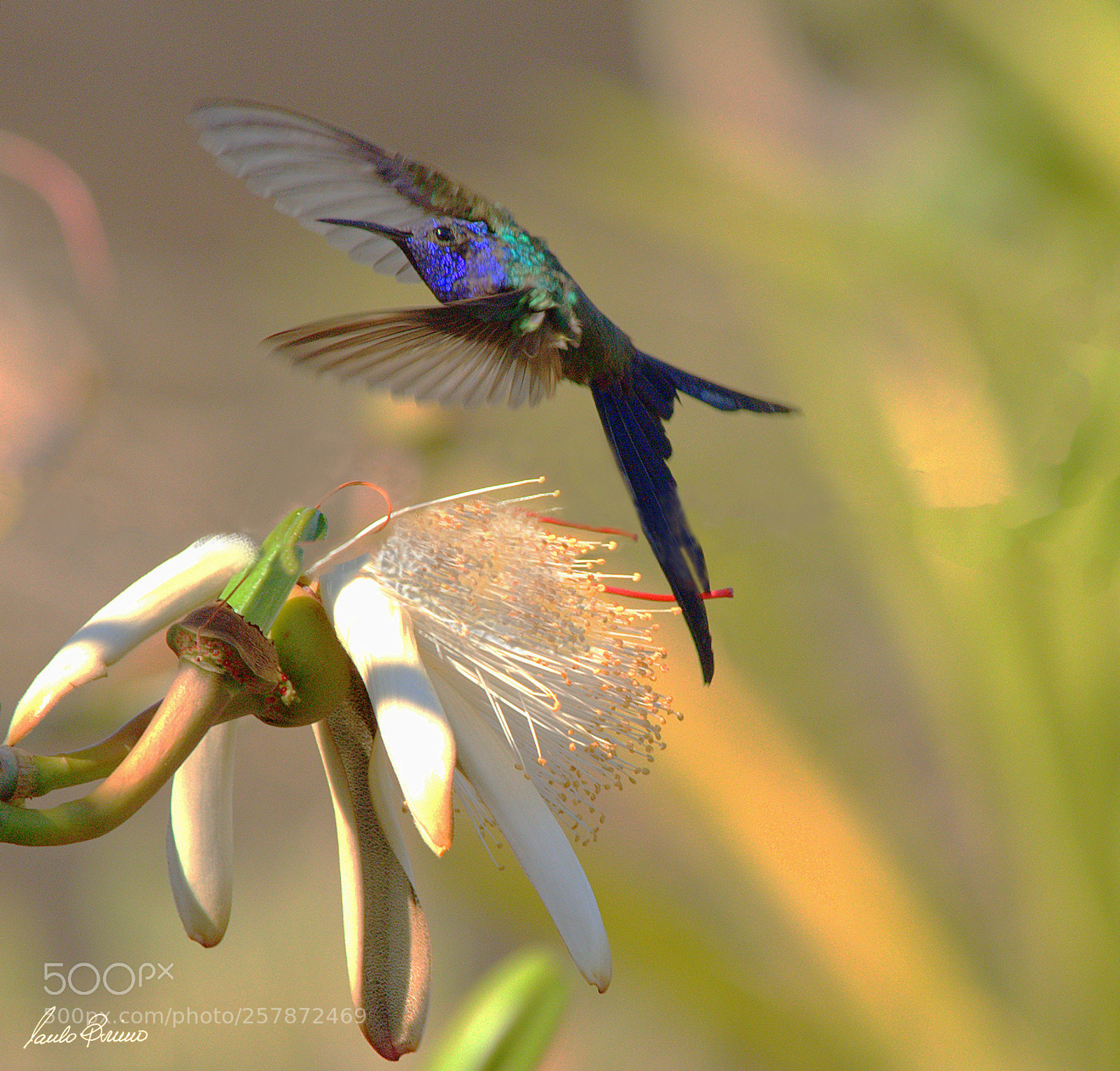 Nikon D600 sample photo. Macroura and flower photography