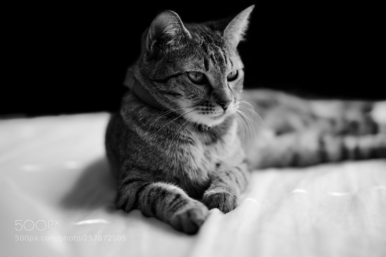 Sony a7R II sample photo. Little lion photography