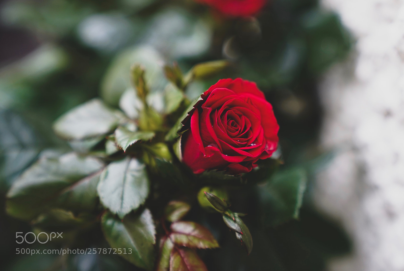 Sony a7 III sample photo. Red one photography