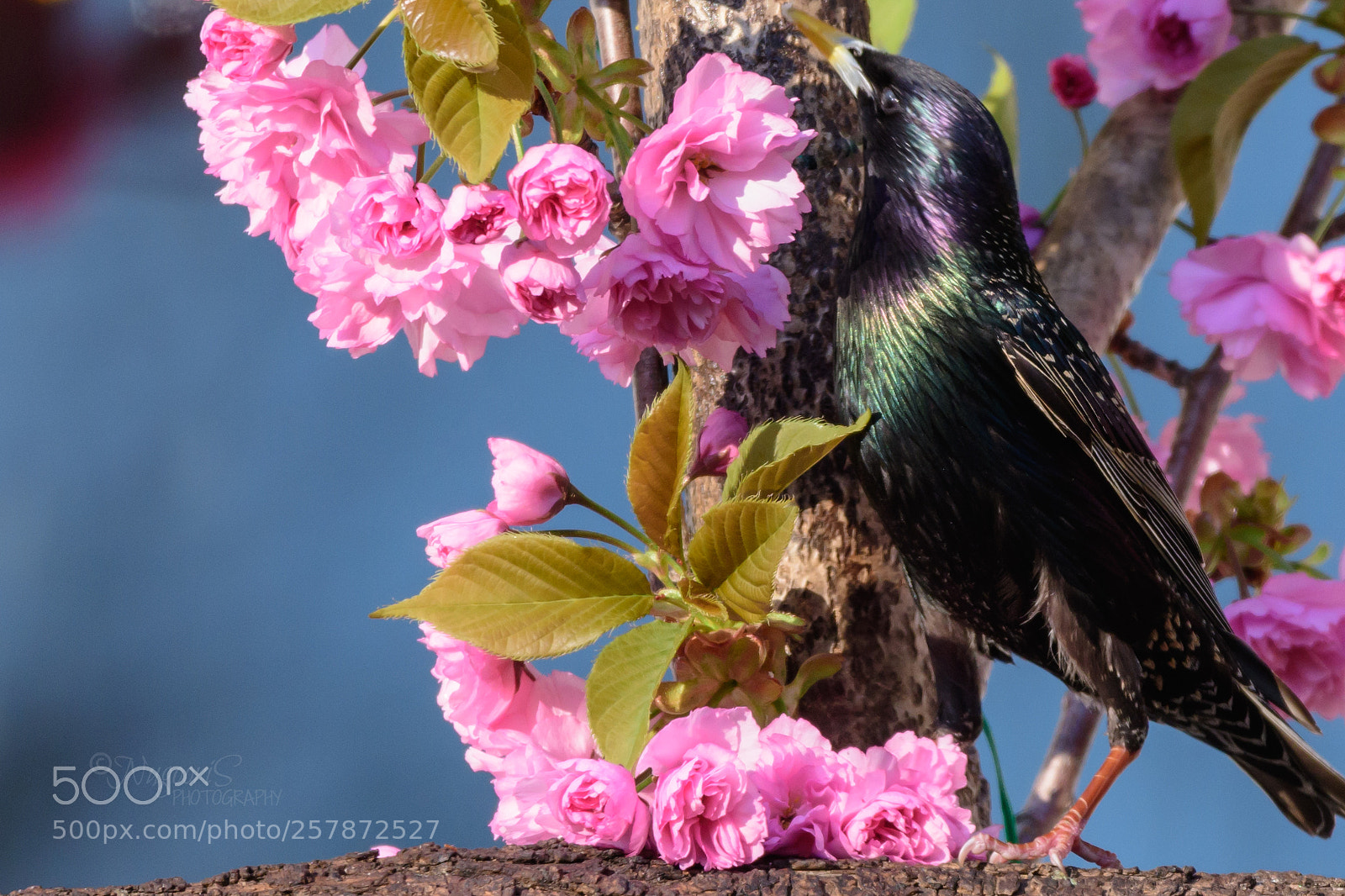 Nikon D500 sample photo. Starling in spring photography