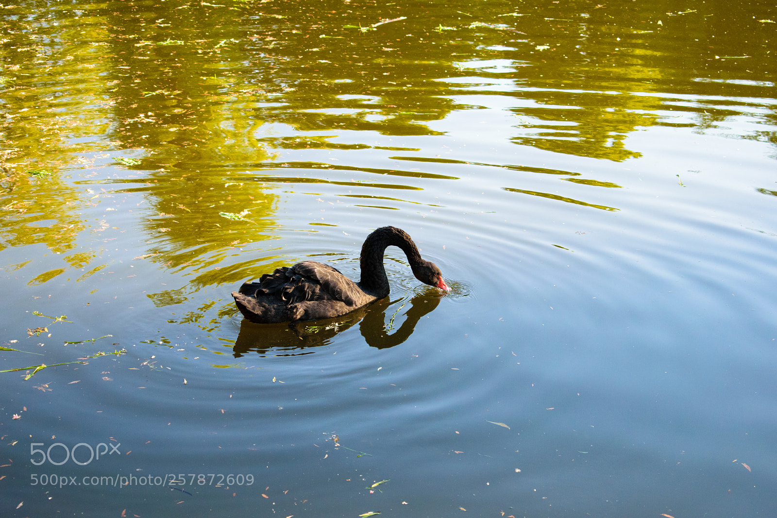 Nikon D5300 sample photo. Black swan photography