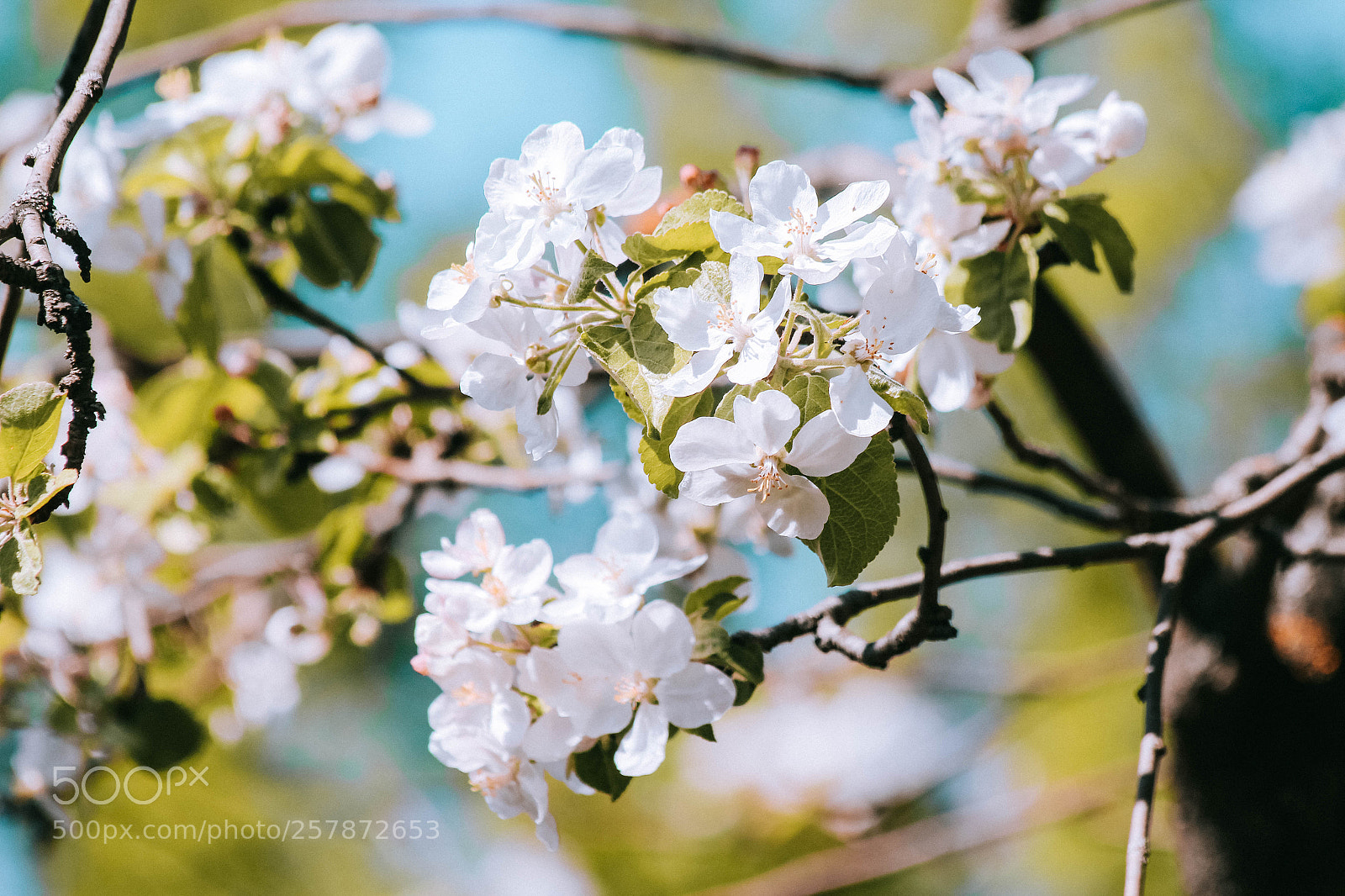 Canon EOS 700D (EOS Rebel T5i / EOS Kiss X7i) sample photo. Spring flowers photography
