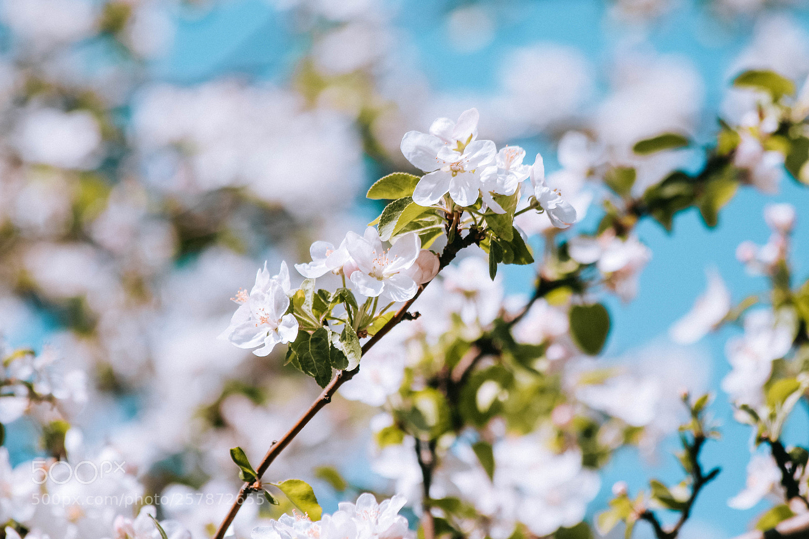 Canon EOS 700D (EOS Rebel T5i / EOS Kiss X7i) sample photo. Spring flowers photography