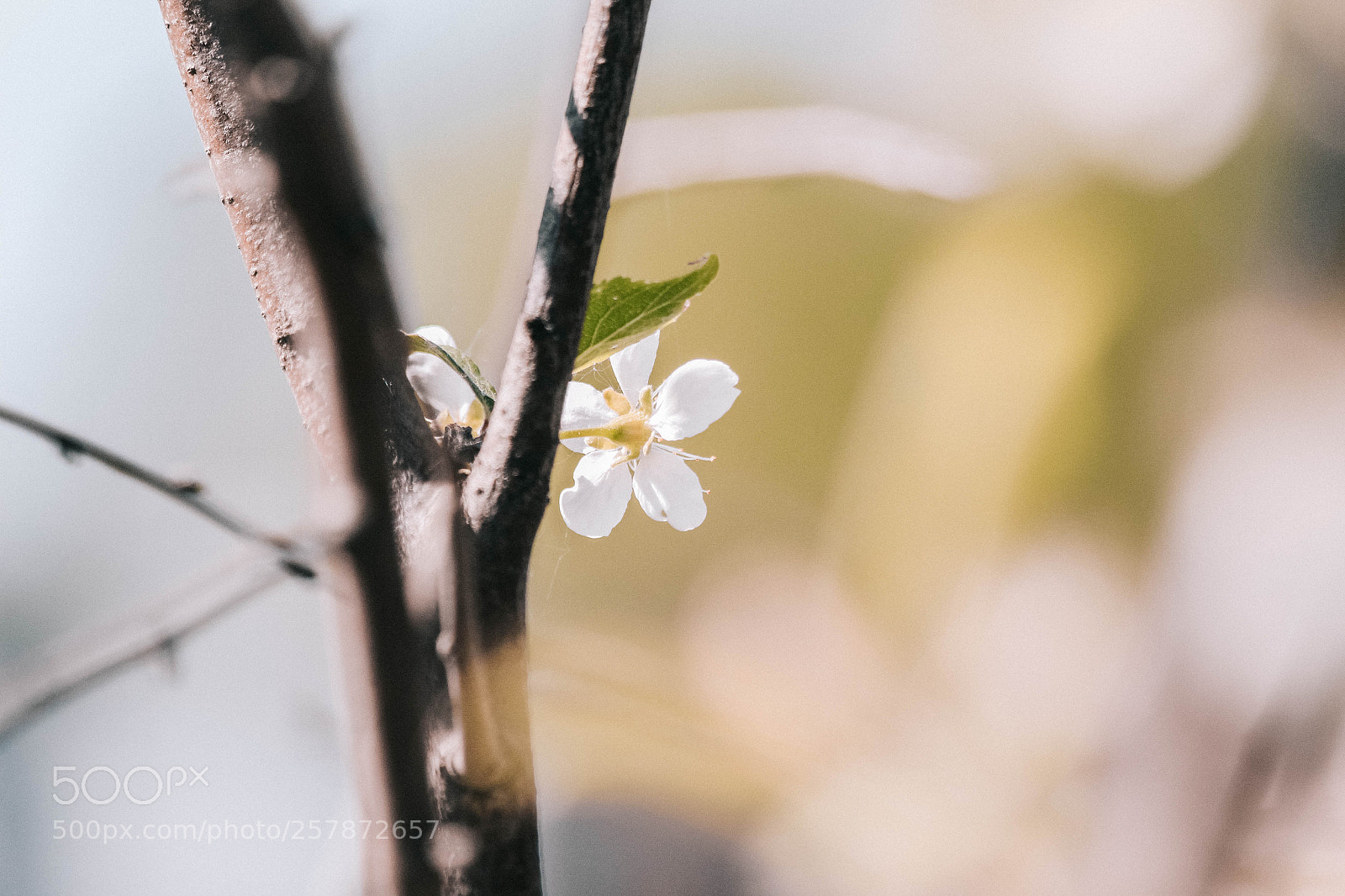 Canon EOS 700D (EOS Rebel T5i / EOS Kiss X7i) sample photo. Spring flowers photography