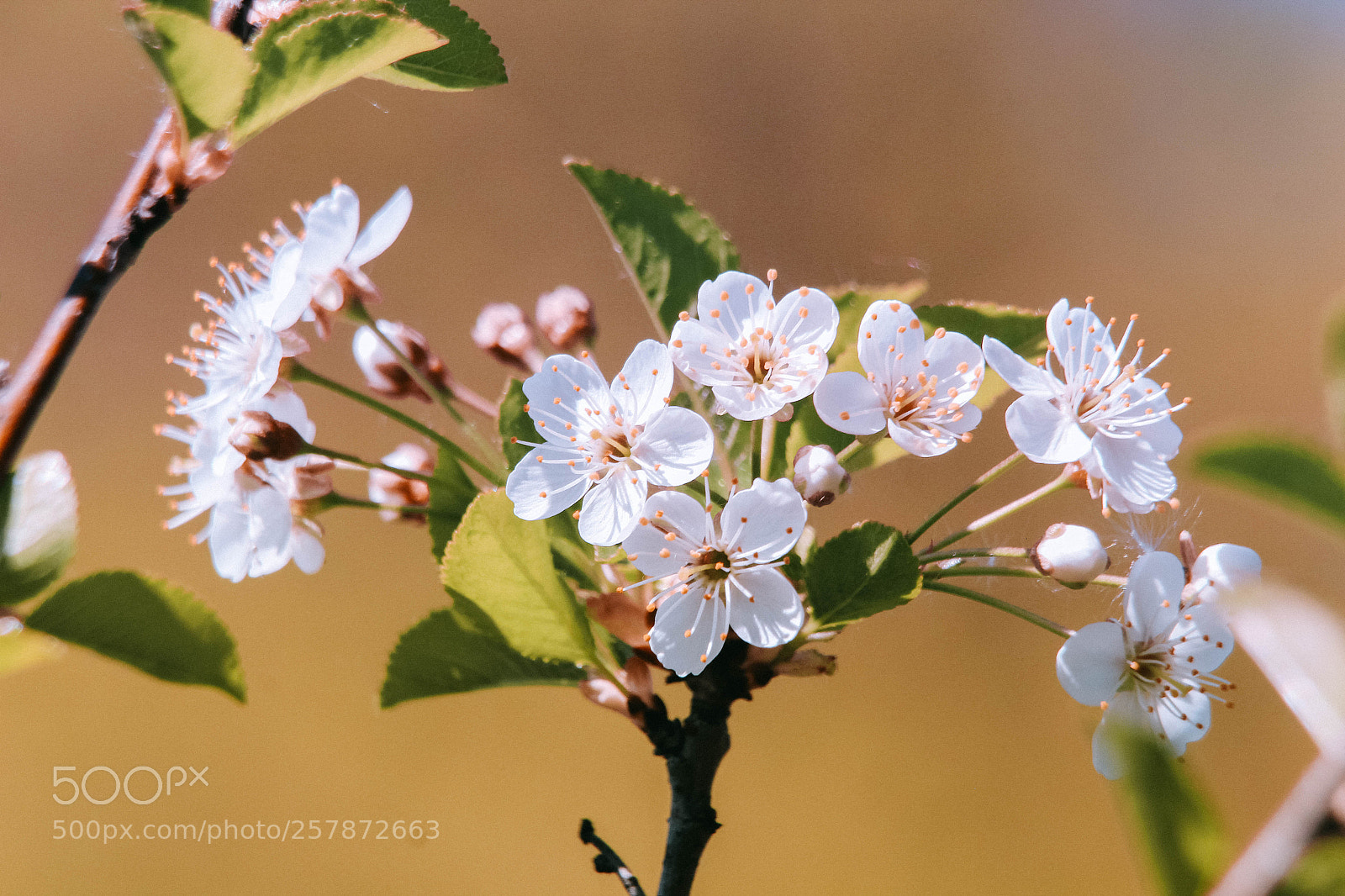 Canon EOS 700D (EOS Rebel T5i / EOS Kiss X7i) sample photo. Spring flowers photography