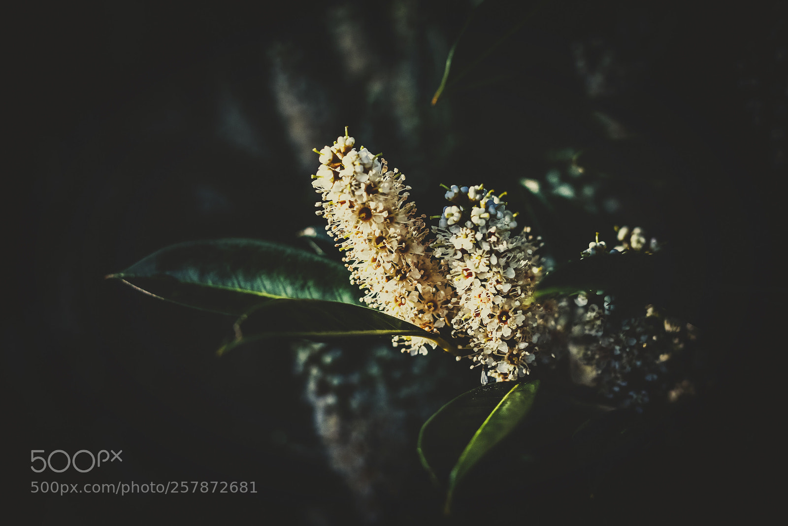 Canon EOS 7D sample photo. Leaves and flowers. photography