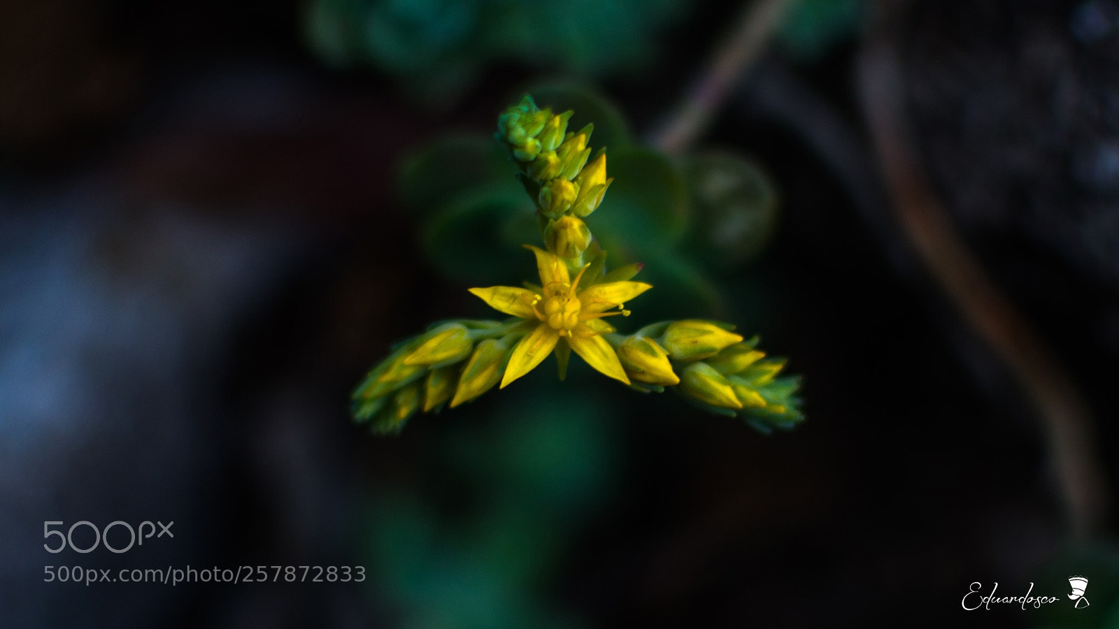 Nikon D7100 sample photo. Yellow flower photography