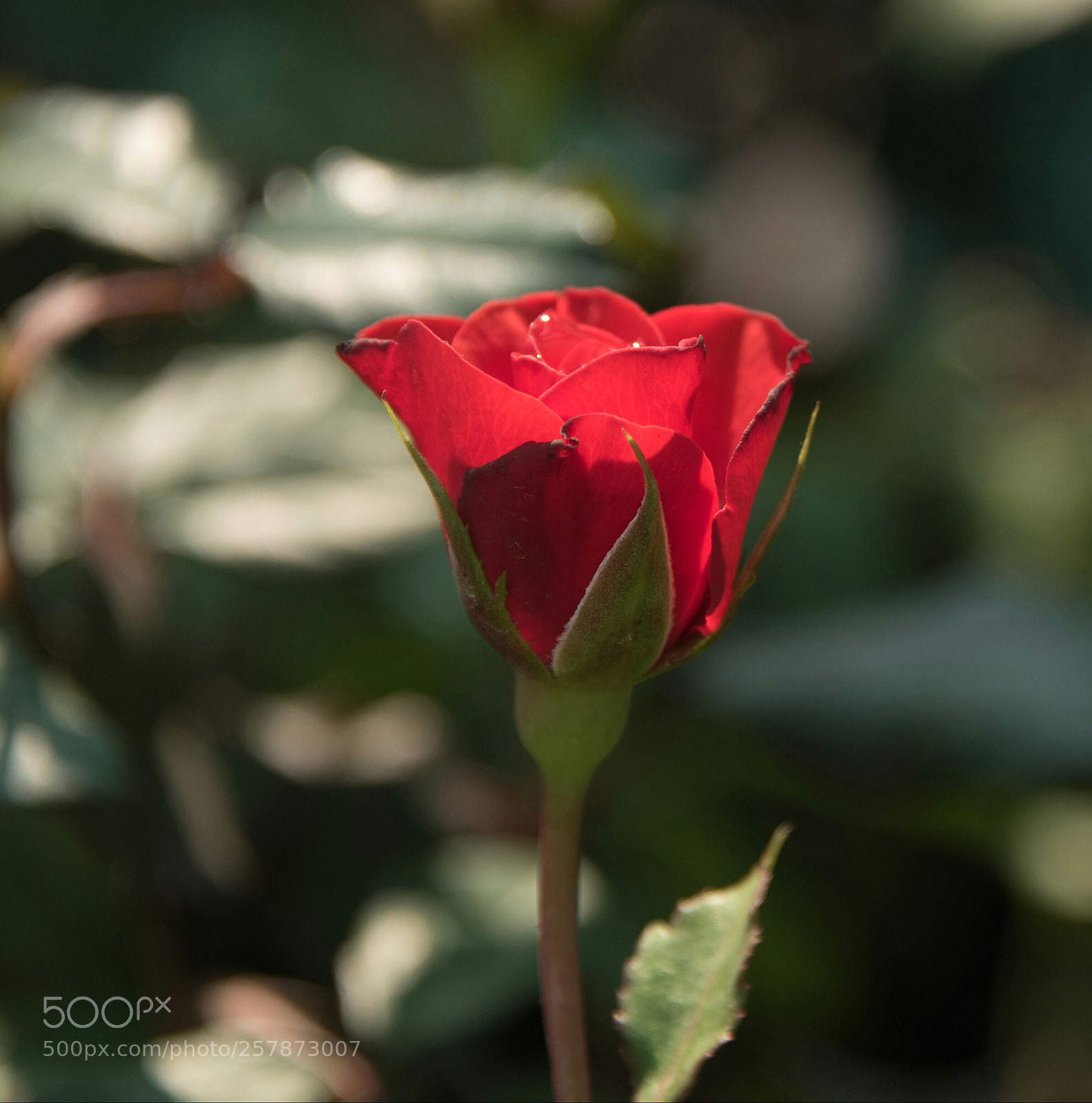 Nikon D750 sample photo. Untitled photography