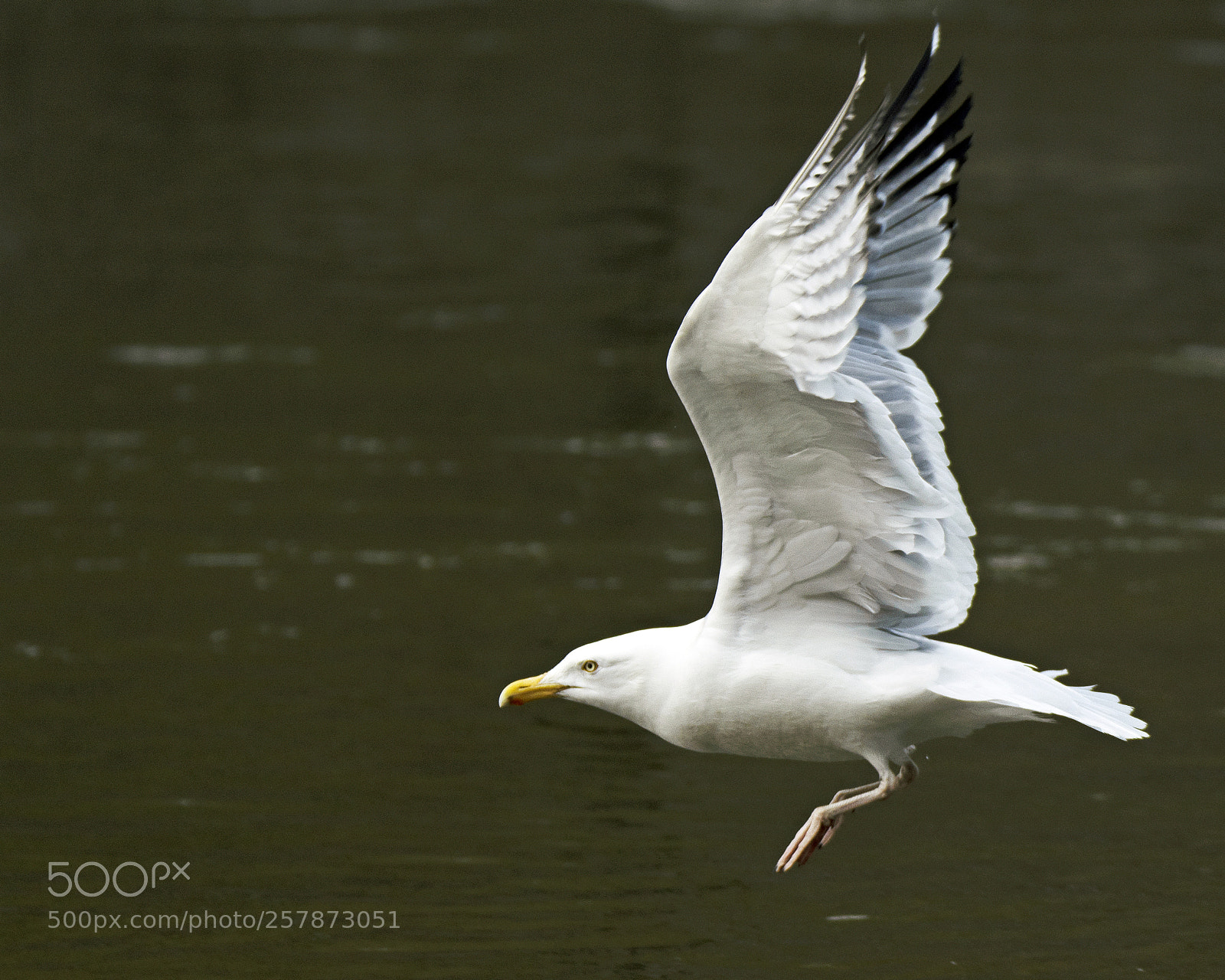 Nikon D500 sample photo. Just after takeoff photography