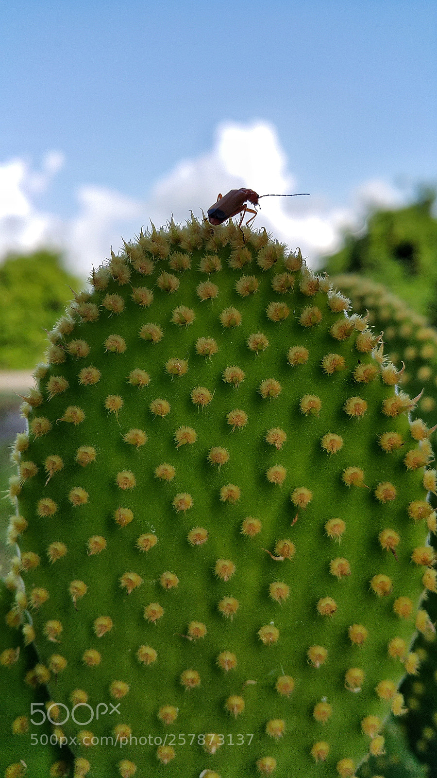 Samsung Galaxy Note4 sample photo. Playing with cactous photography
