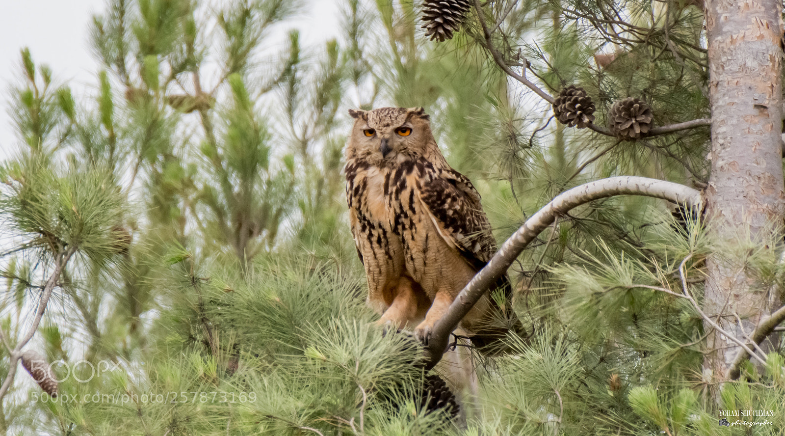 Nikon D7100 sample photo. Bubo bubo photography