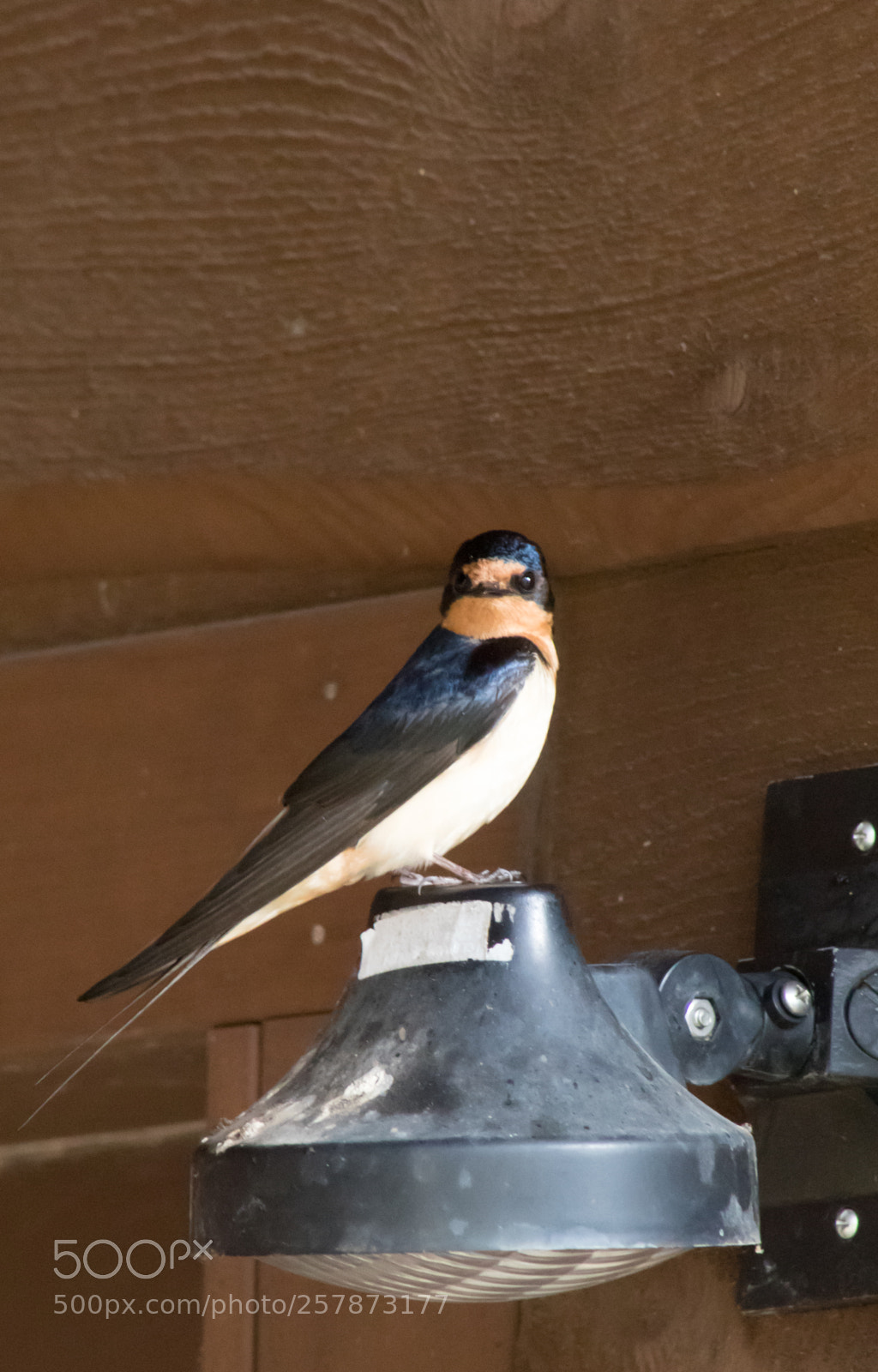Canon EOS 7D Mark II sample photo. Swallow 1 photography