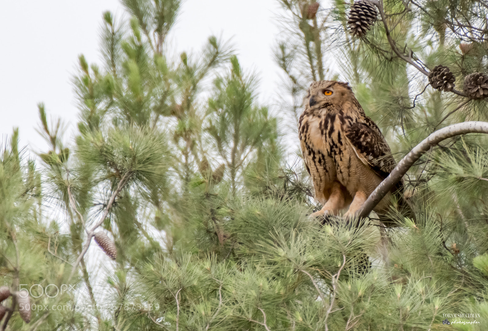 Nikon D7100 sample photo. Bubo bubo photography