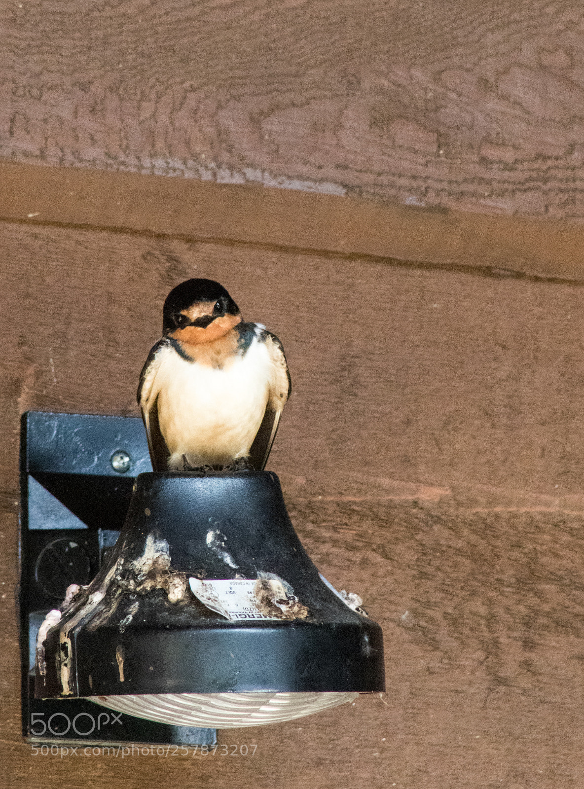 Canon EOS 7D Mark II sample photo. Swallow 2 photography