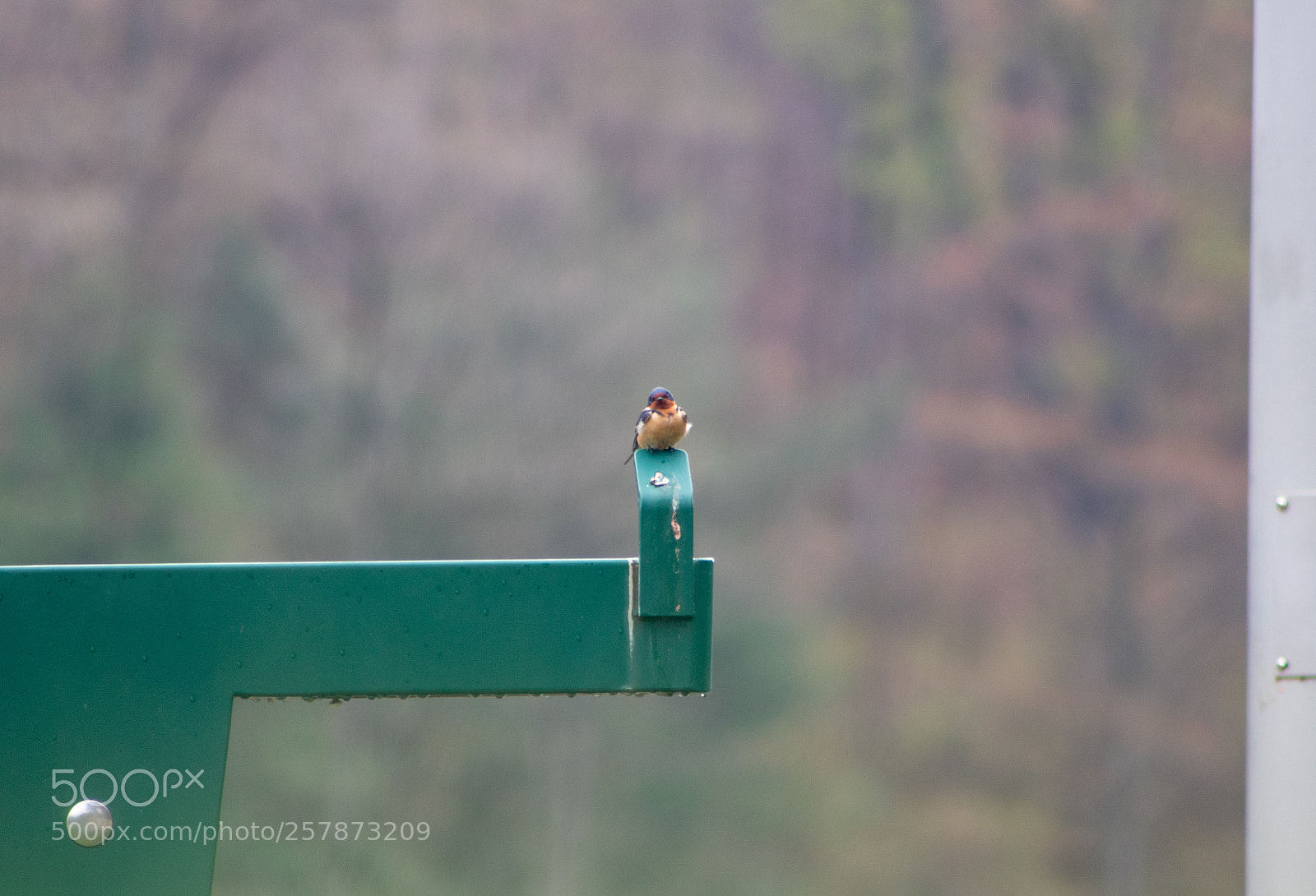 Canon EOS 7D Mark II sample photo. Swallow 4 photography