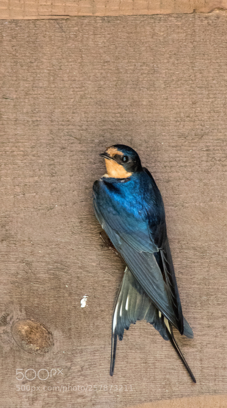 Canon EOS 7D Mark II sample photo. Swallow 3 photography