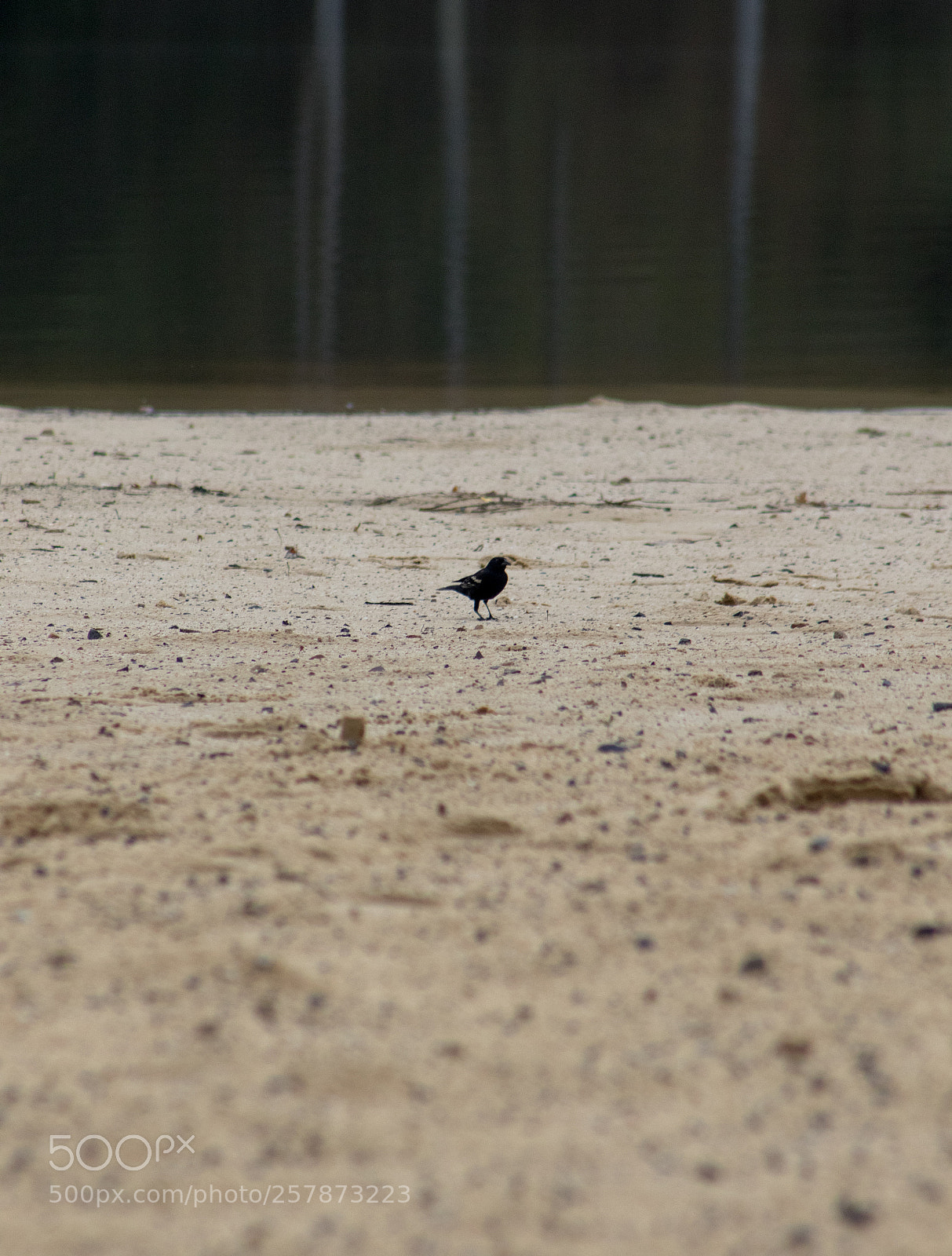 Canon EOS 7D Mark II sample photo. Beach bird photography