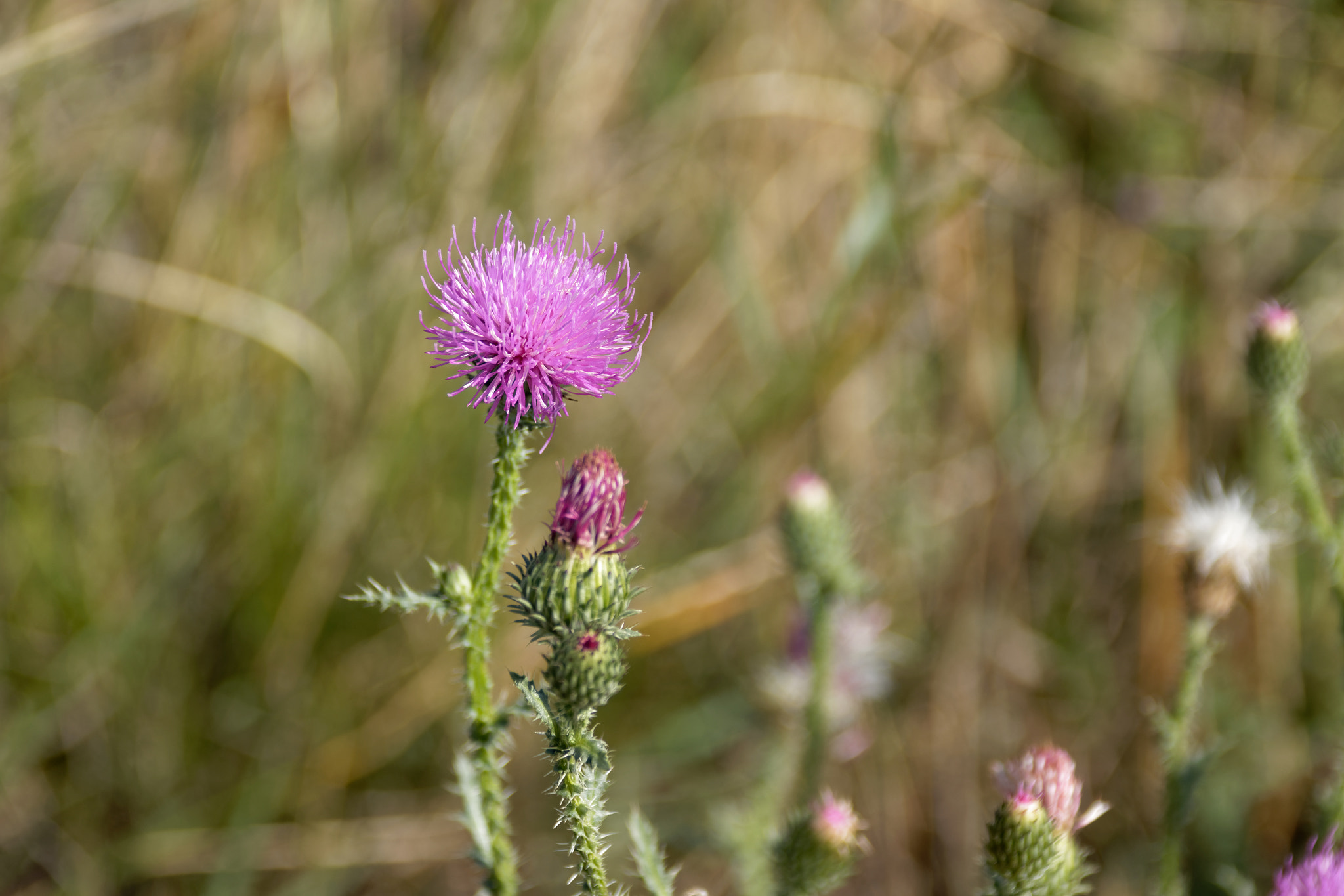 Canon EOS 7D Mark II + Canon EF 75-300mm F4.0-5.6 IS USM sample photo. Flowering thistle photography