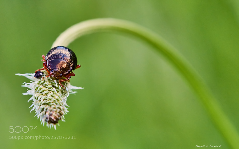 Sony ILCA-77M2 sample photo. Chysolina bankii photography