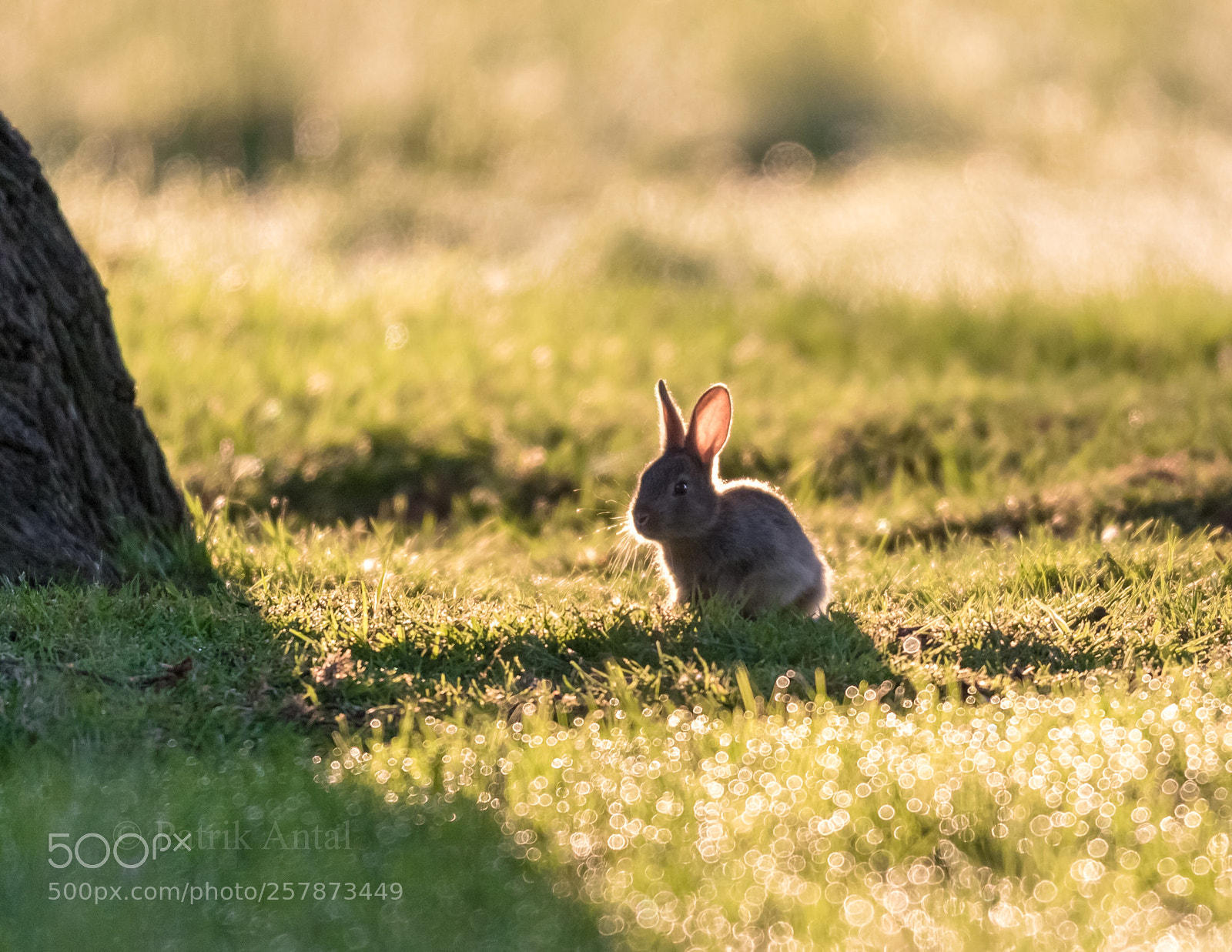 Canon EOS 7D Mark II sample photo. Bunny photography