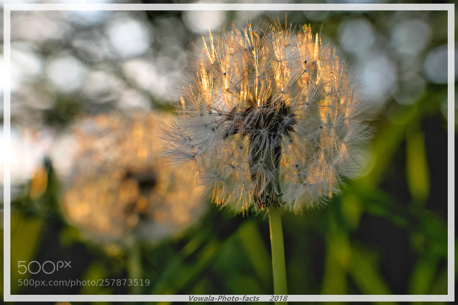 Nikon D5500 sample photo. Morningflowers photography