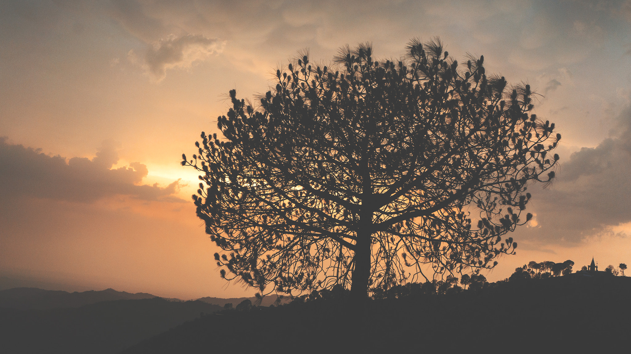 Sony Alpha NEX-5T sample photo. Conifer silhouette against a stormy sky photography