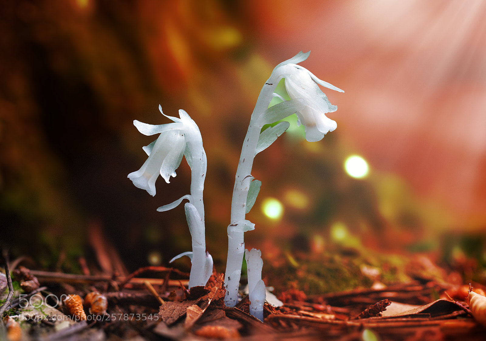 Sony a7R II sample photo. Glabrous indian pipe photography