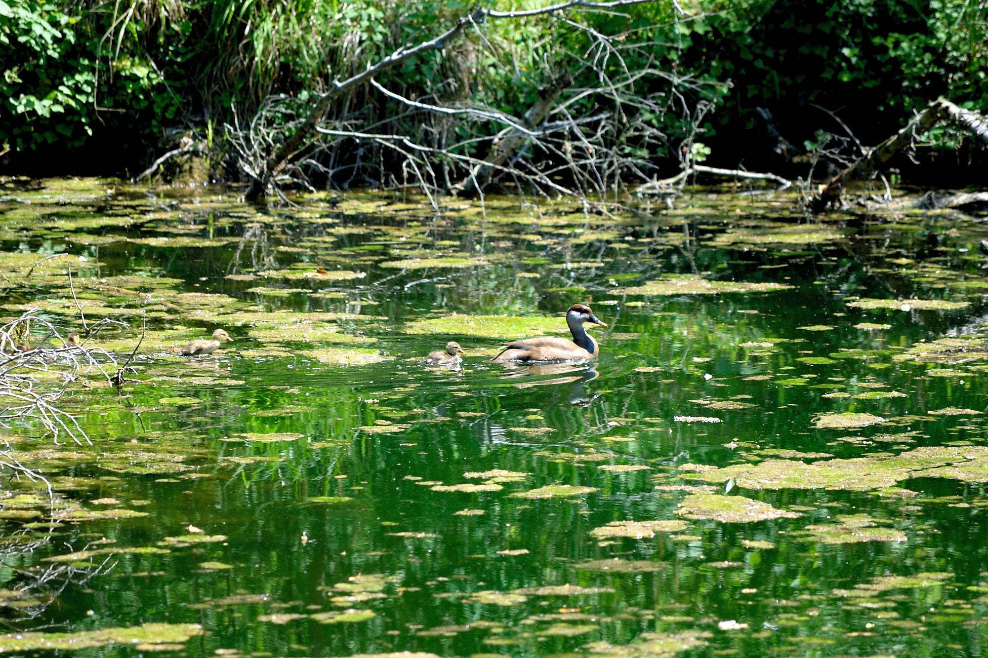 Nikon D3300 sample photo. Enten photography