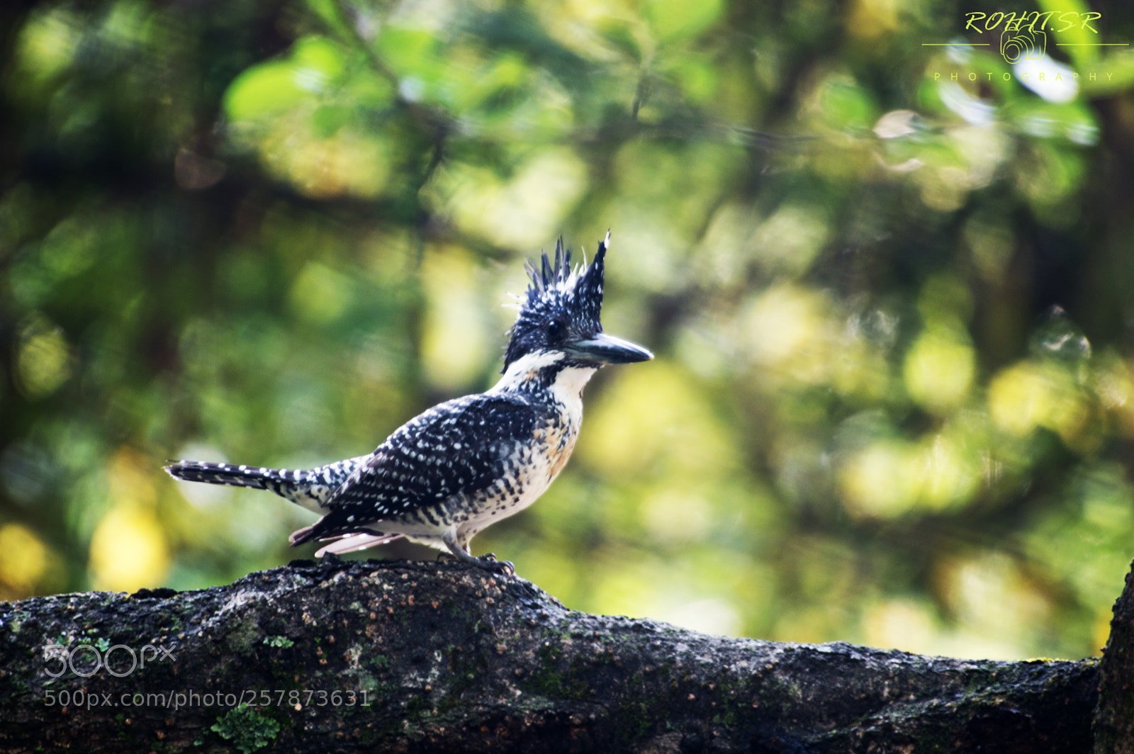 Nikon D3200 sample photo. Crested kingfisher photography