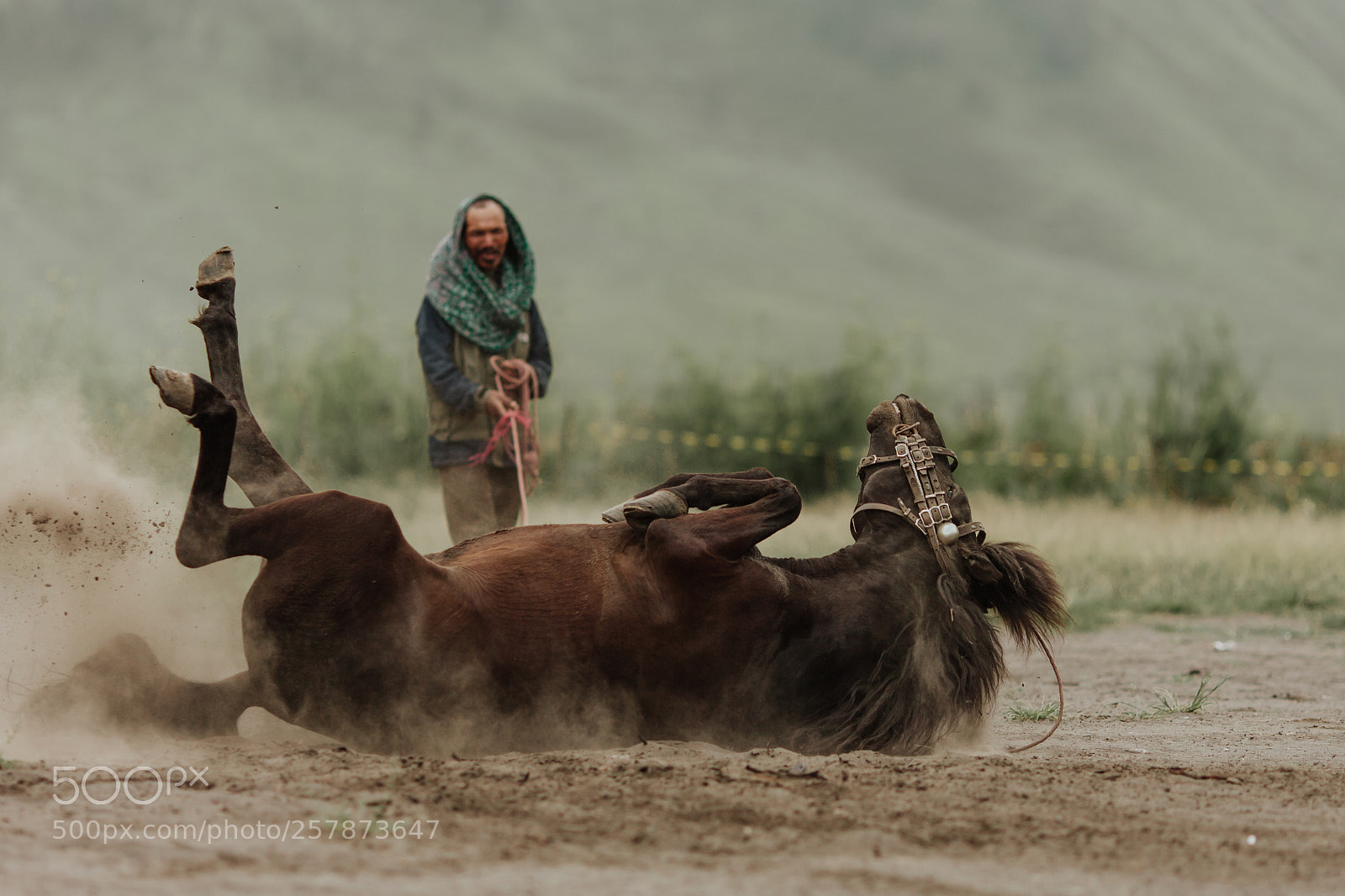 Canon EOS 5D Mark II sample photo. Horse photography