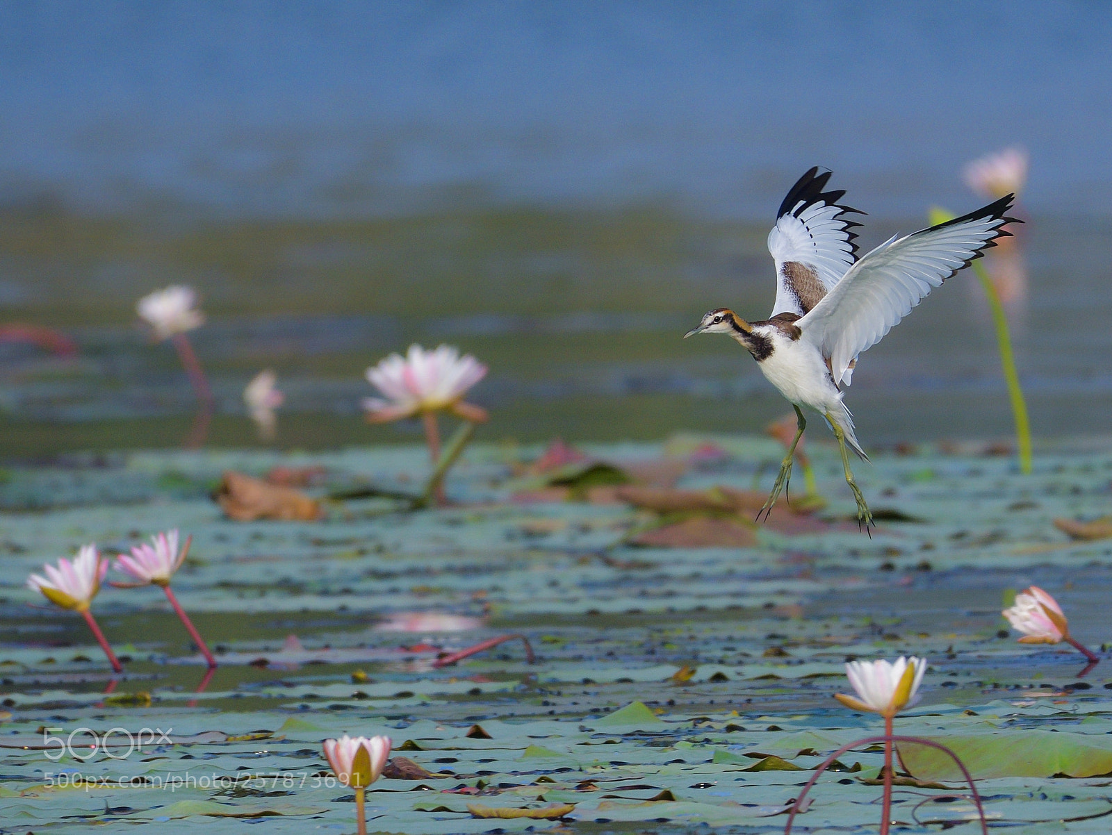 Nikon D500 sample photo. Pheasant tail jacana photography