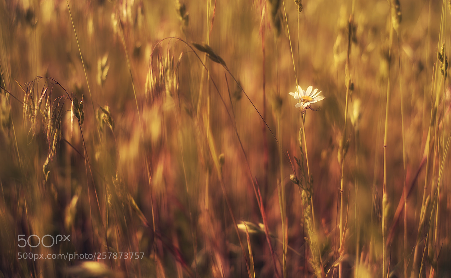 Nikon D750 sample photo. Detail photography