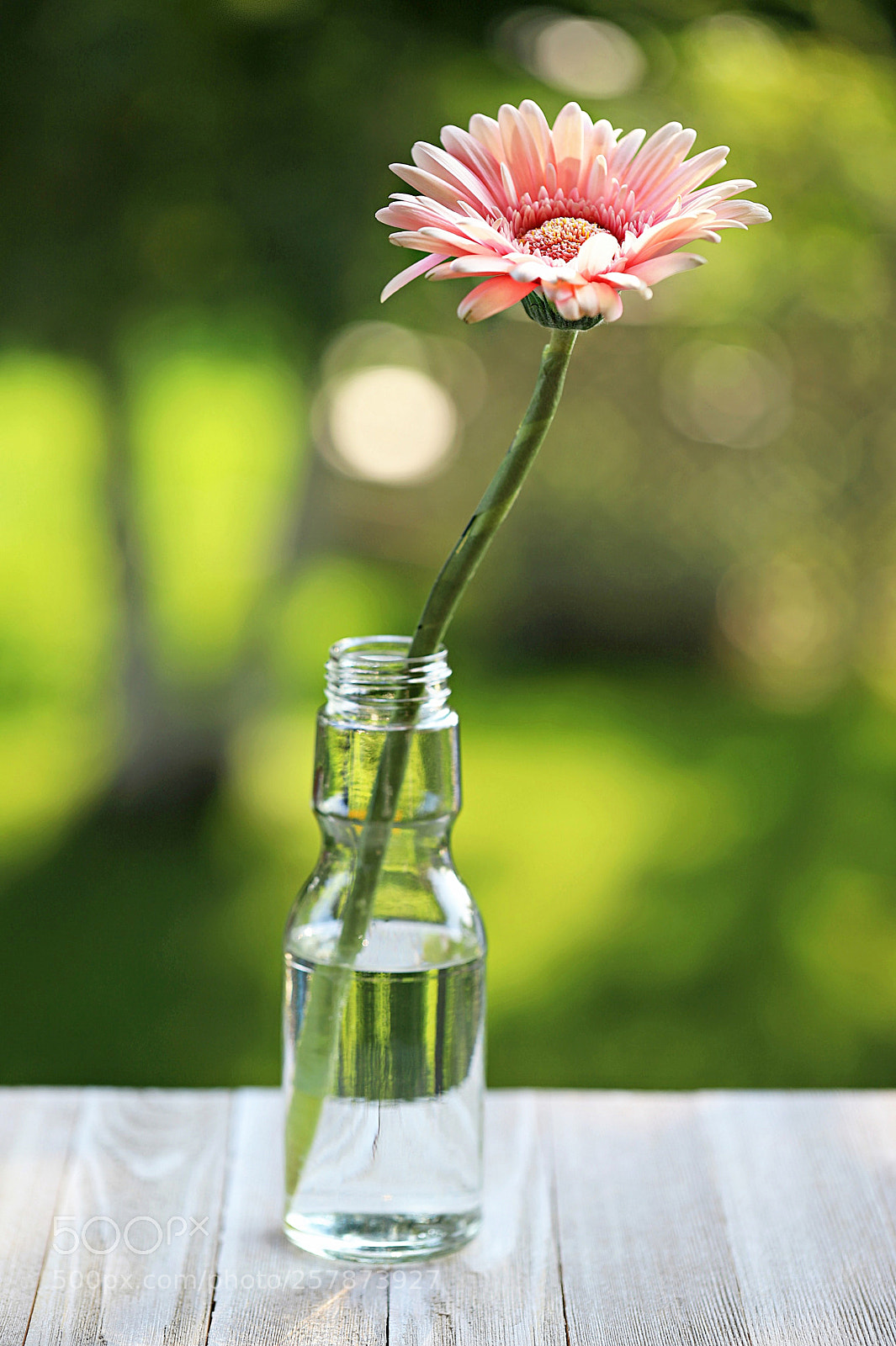 Canon EOS 6D Mark II sample photo. A daisy for you photography
