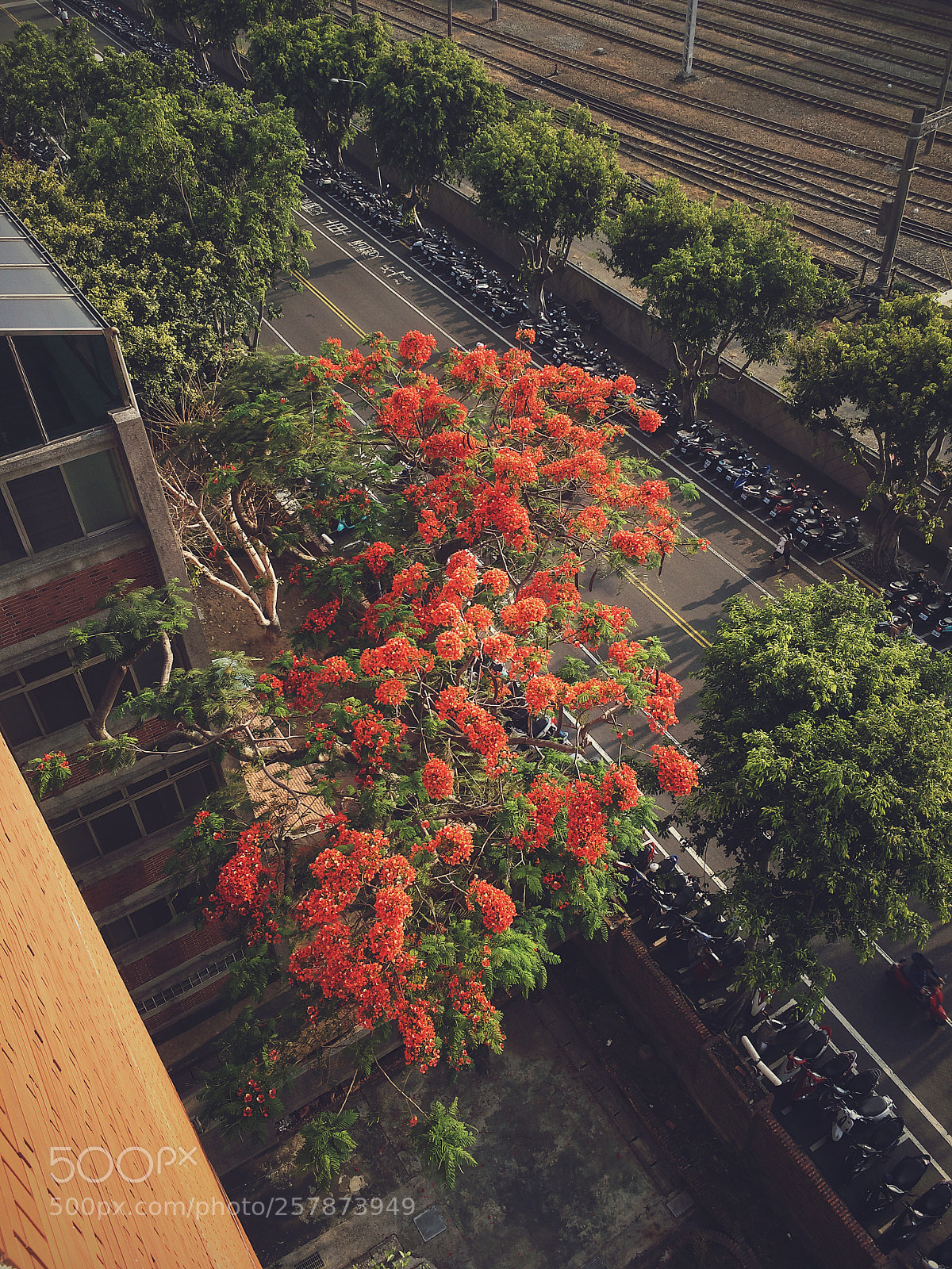 Apple iPhone SE sample photo. 5.5.18 flowers hidden in photography
