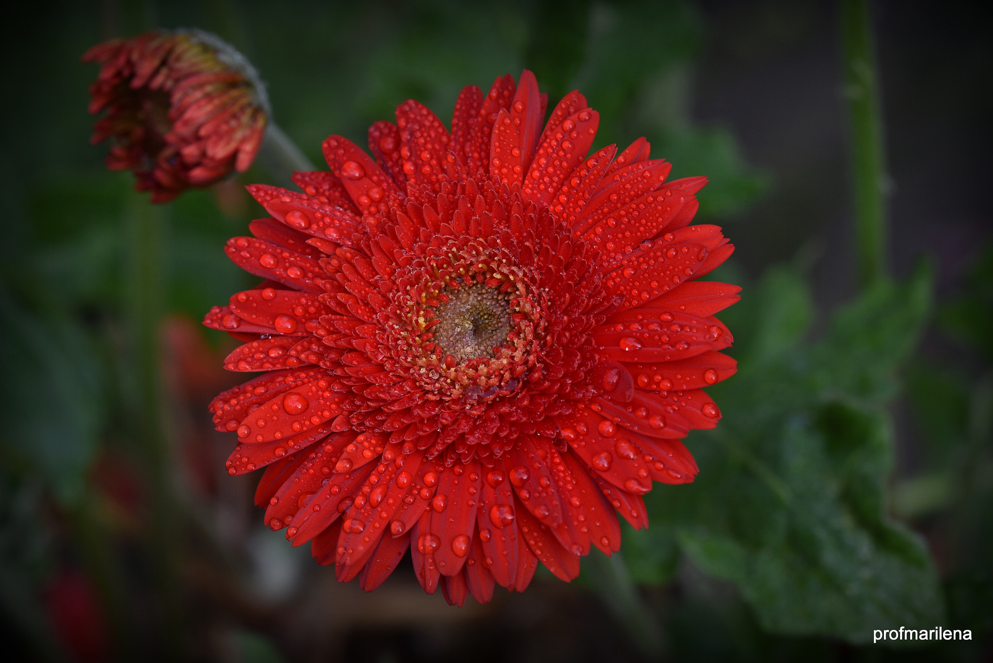Nikon D810 sample photo. Red gerbera after rainstorm photography
