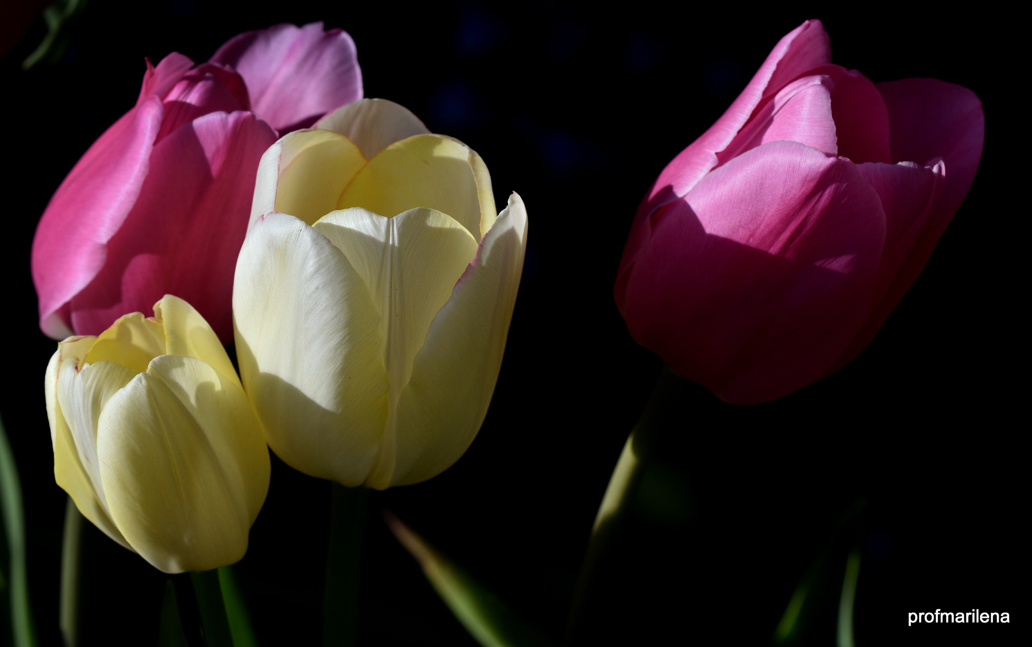 Nikon D810 sample photo. My tulips photography