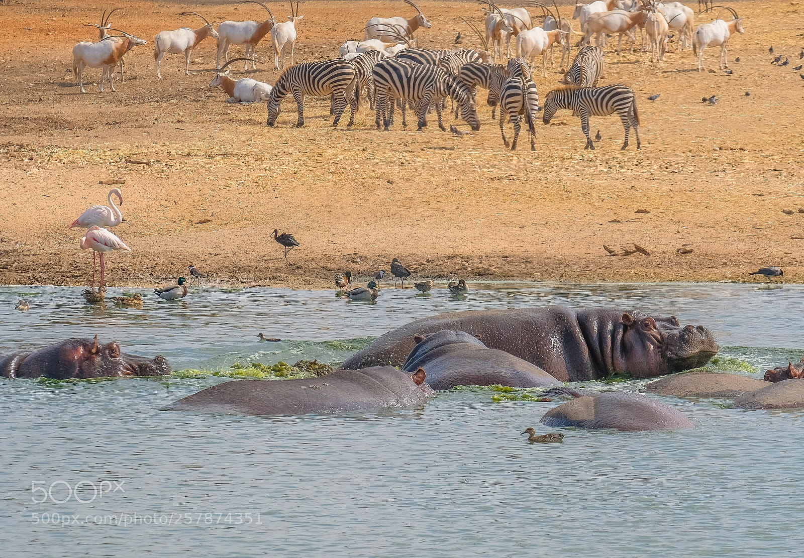 Fujifilm X-T2 sample photo. African animals.jpg photography