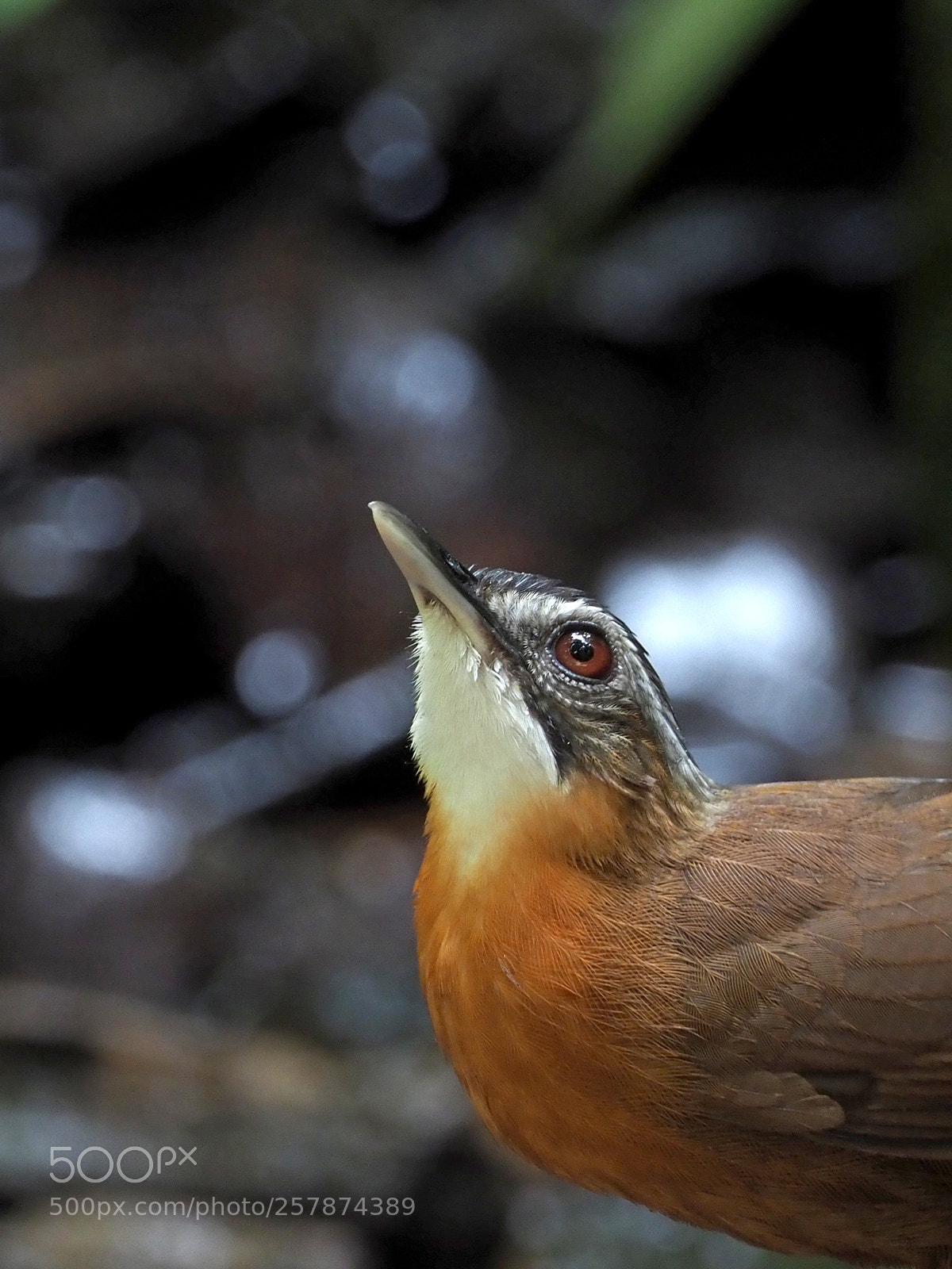 Olympus OM-D E-M1 Mark II sample photo. Black-capped babbler photography