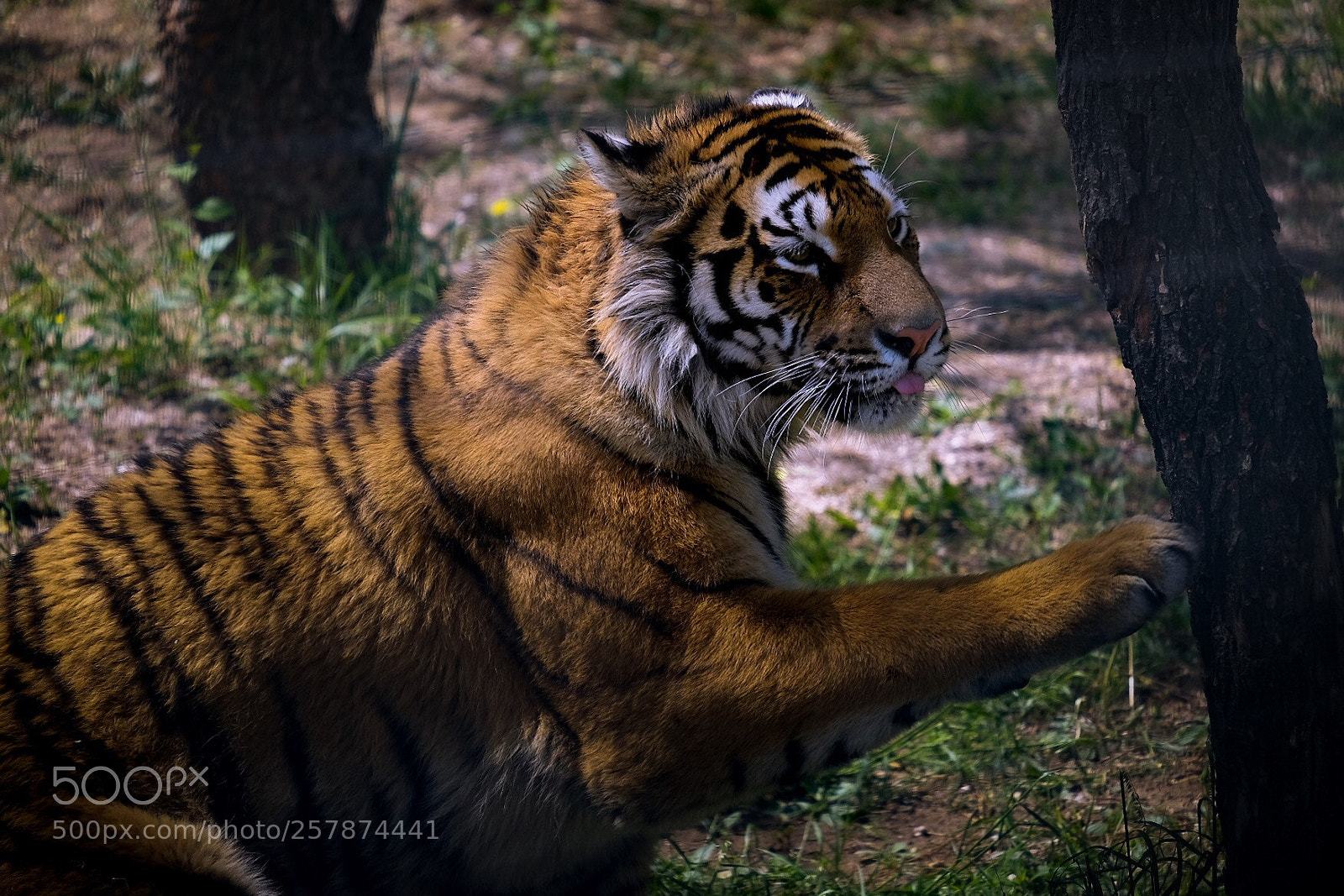 Fujifilm X-T10 sample photo. Big cat photography