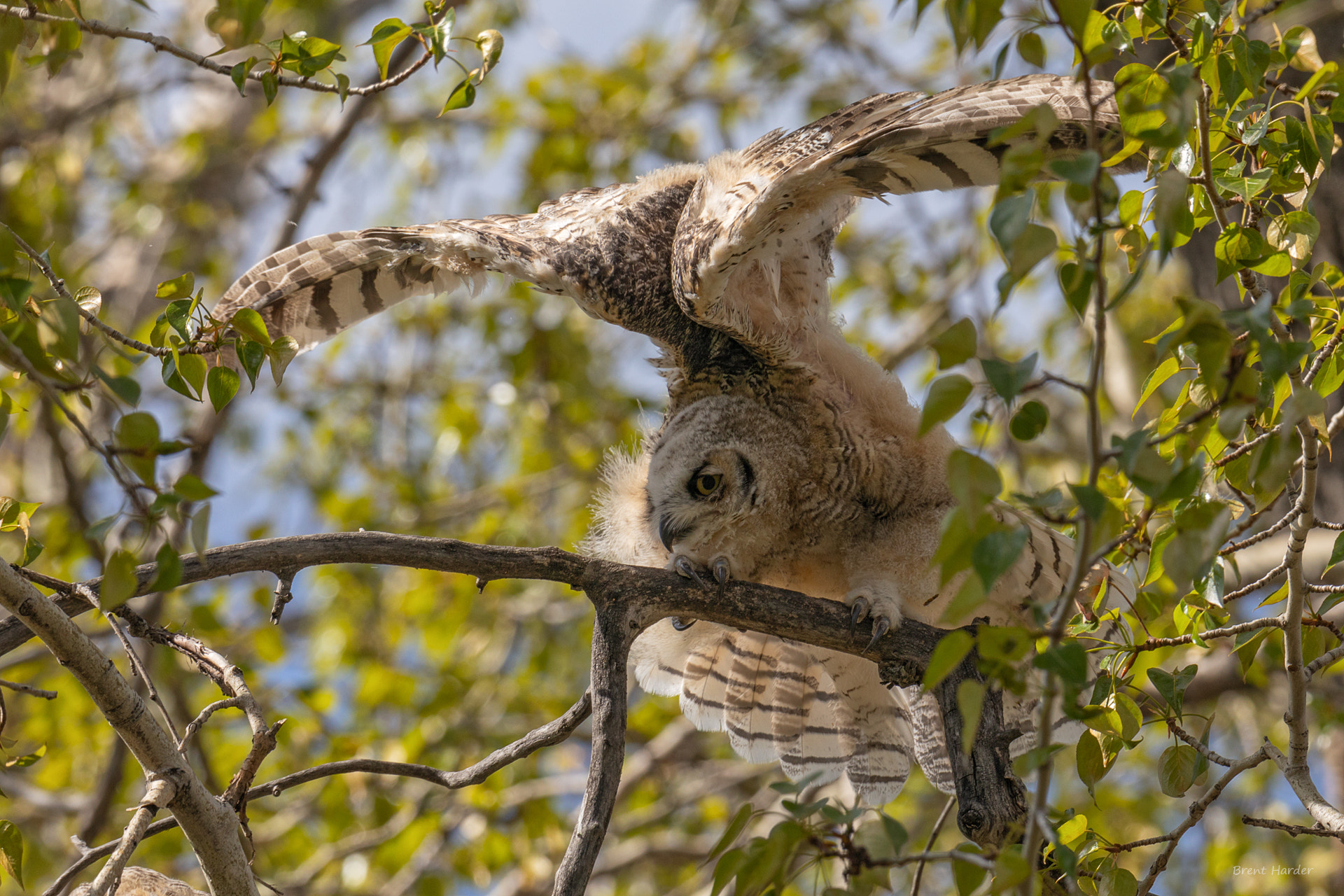 Canon EOS sample photo. Great horned owl (young) photography