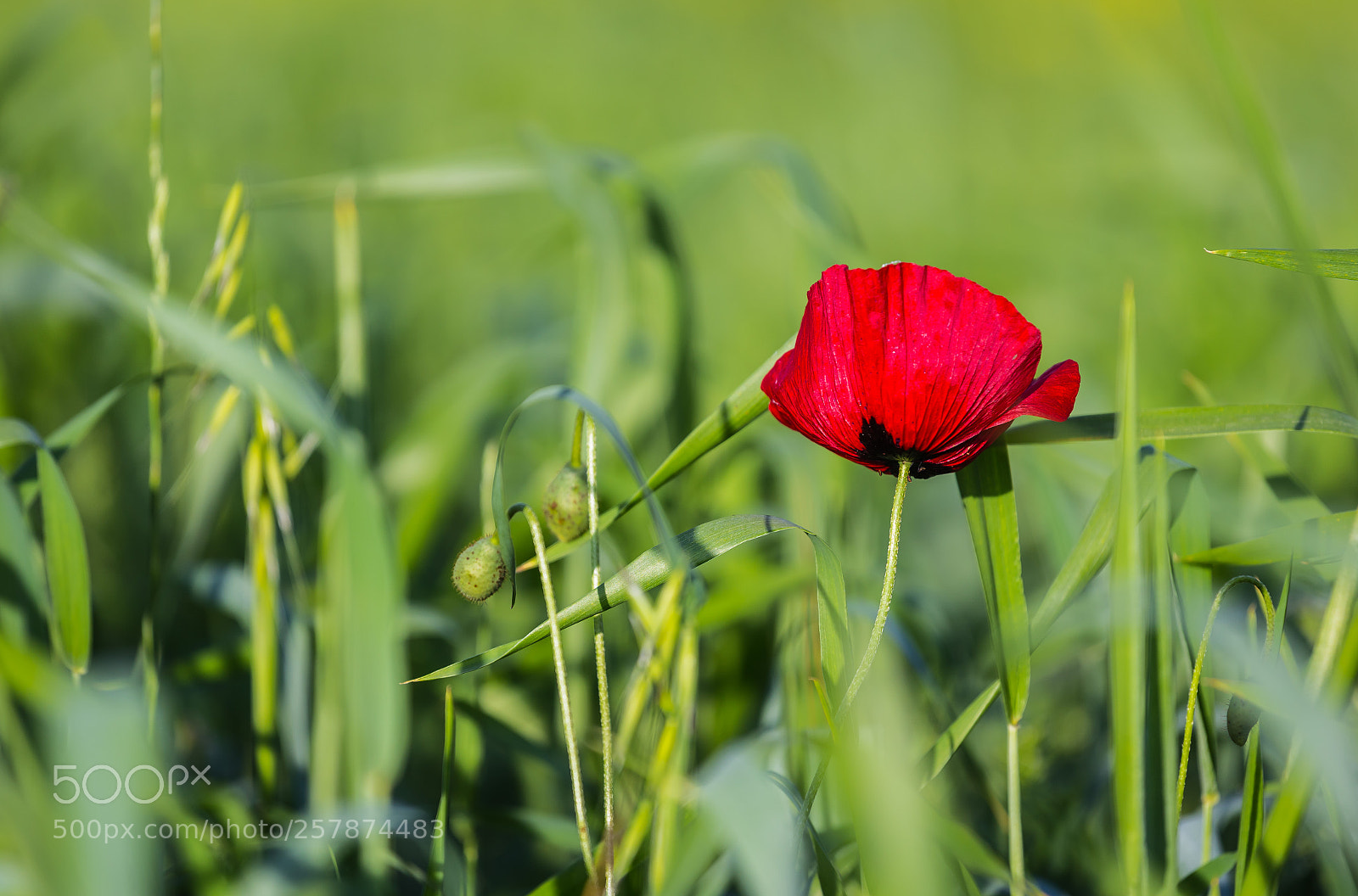 Canon EOS 6D sample photo. Spring mood photography