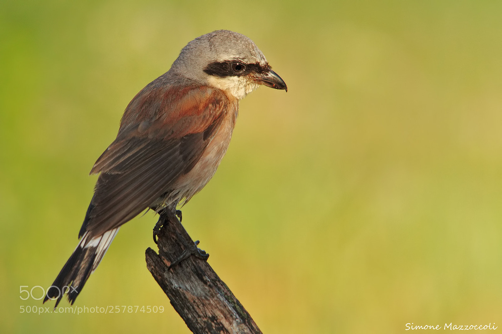 Canon EOS 7D sample photo. Red-backed shrike photography