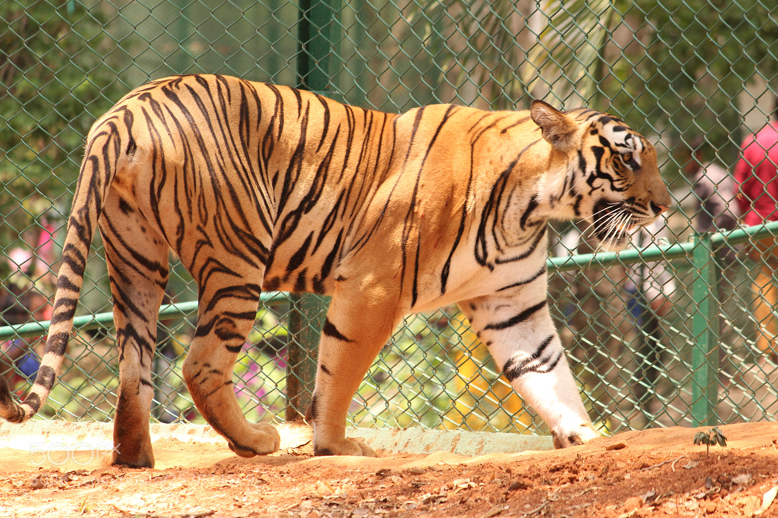 Canon EF-S 55-250mm F4-5.6 IS II sample photo. Img photography