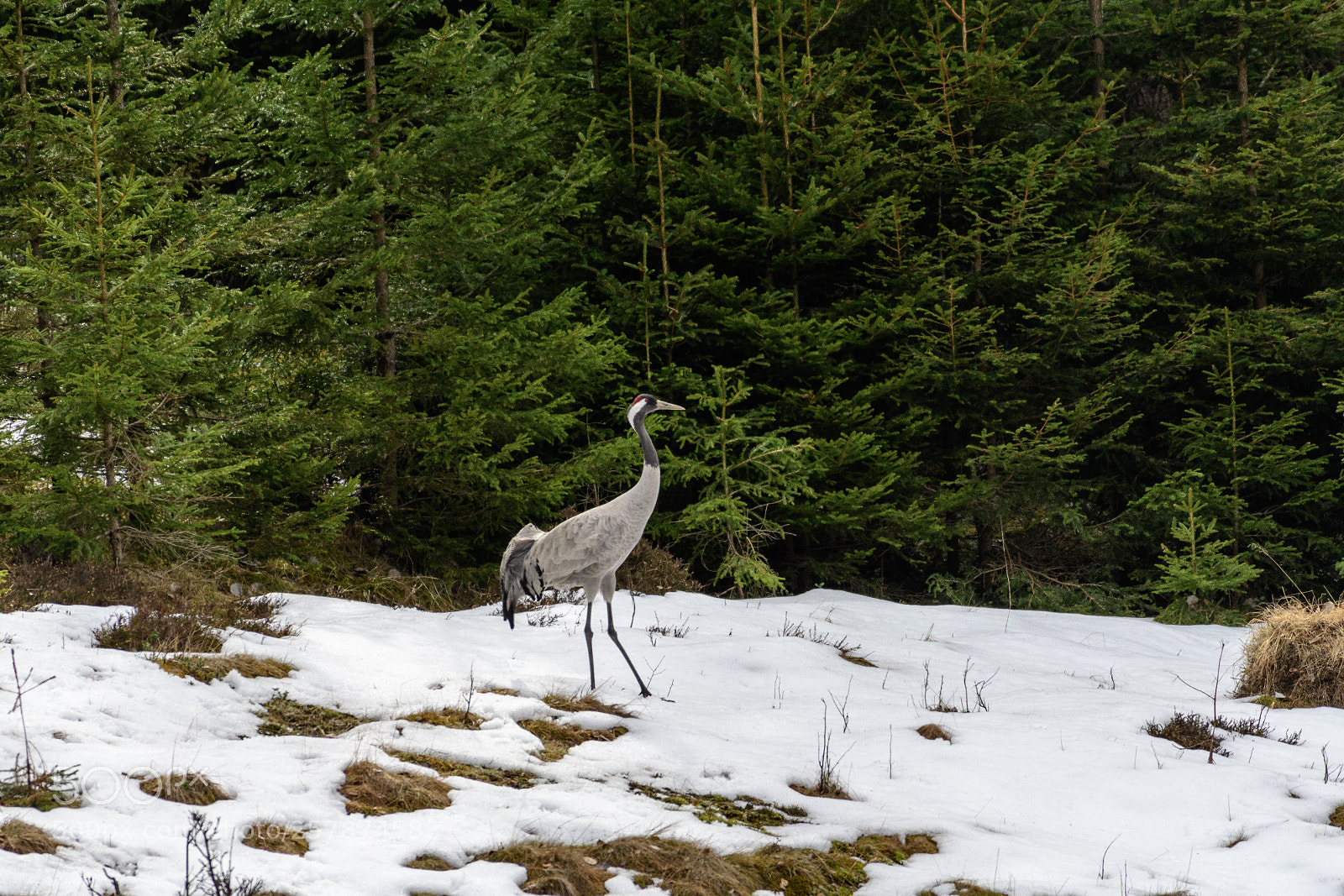 Nikon D500 sample photo. 500px-4.jpg photography