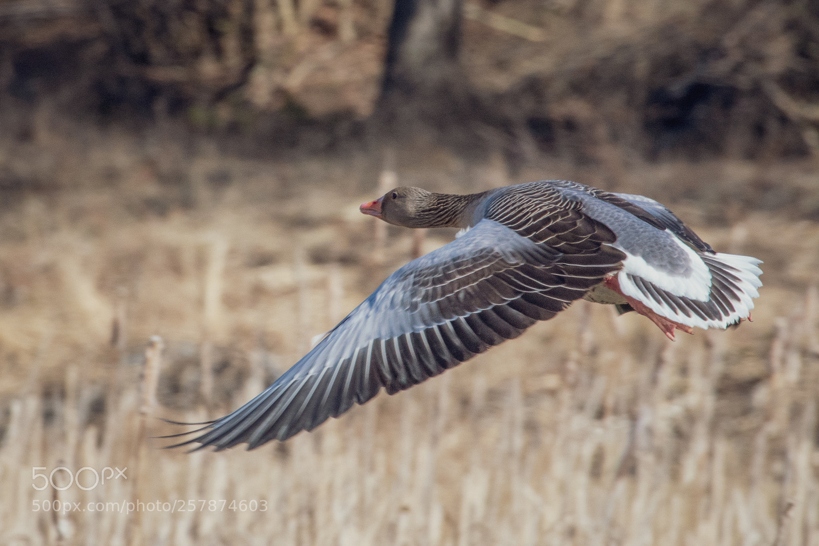 Nikon D500 sample photo. 500px-5.jpg photography
