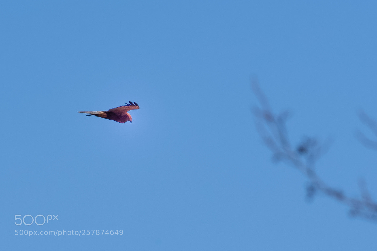 Nikon D500 sample photo. 500px-7.jpg photography