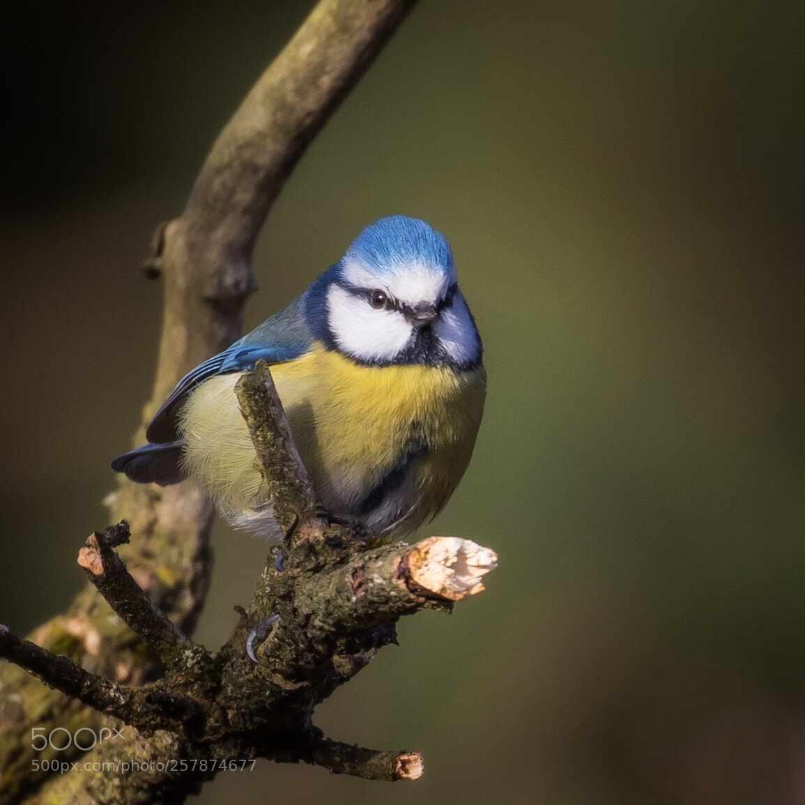 Canon EOS 5D Mark IV sample photo. A blue tit photography